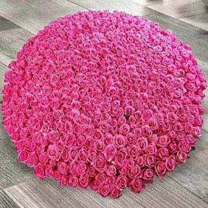 Pink Dreams (S)