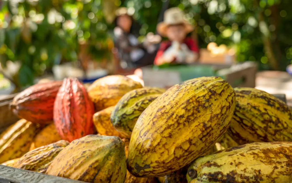 Chiang Mai Cacao Farm Trip