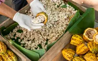 Chiang Mai Cacao Farm Trip