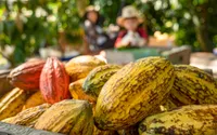 Chiang Mai Cacao Farm Trip