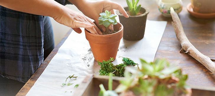 5 Houseplants Anyone Can Grow