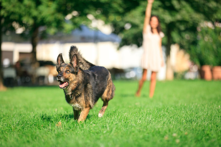 The Woodlands in Brandywine, MD Enjoy Open Lawn Space Perfect for Your Furry Friends
