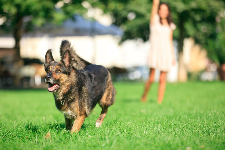 Enjoy outdoor fun with furry friends at nearby parks