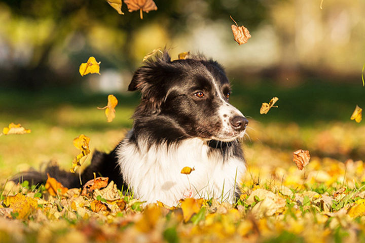 Open green space throughout for your furry friends