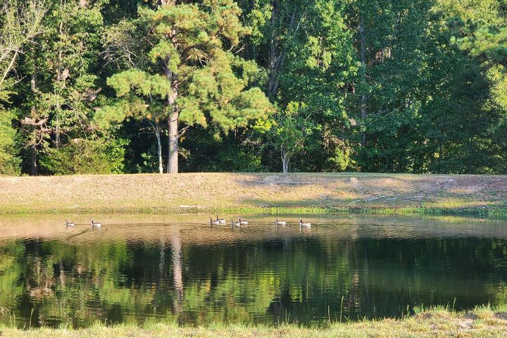 pond