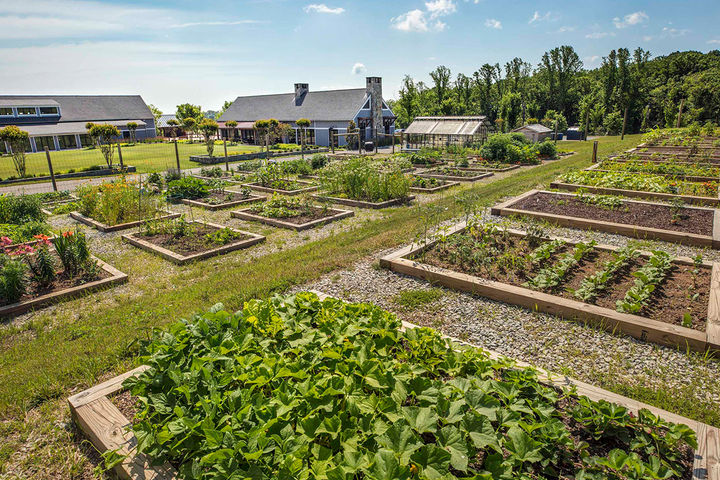 The Social Barn community garden and working greenhouse