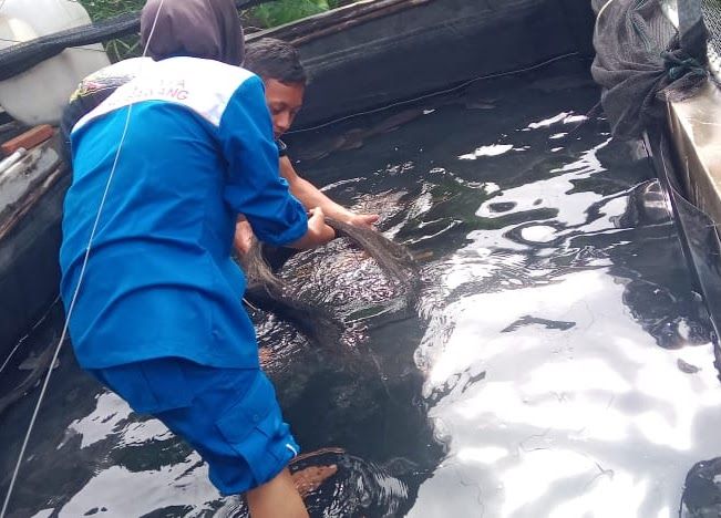 Agribisnis Perikanan Air Tawar