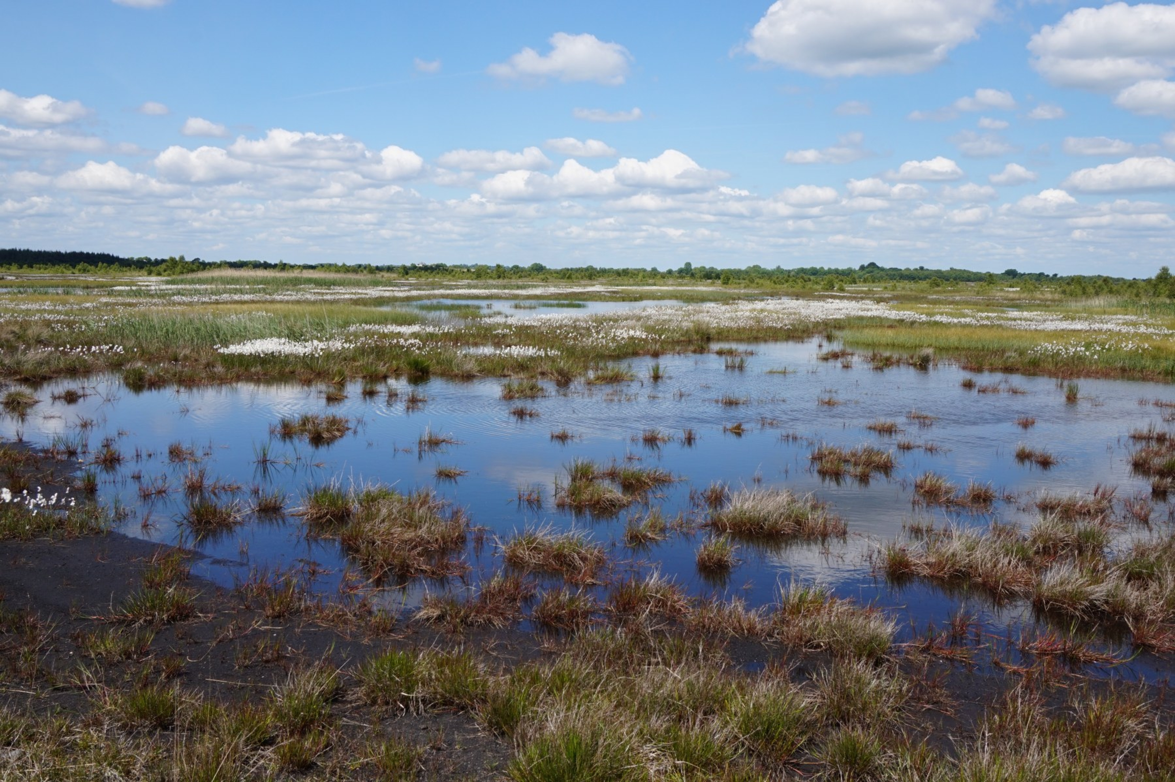 Peatlands image