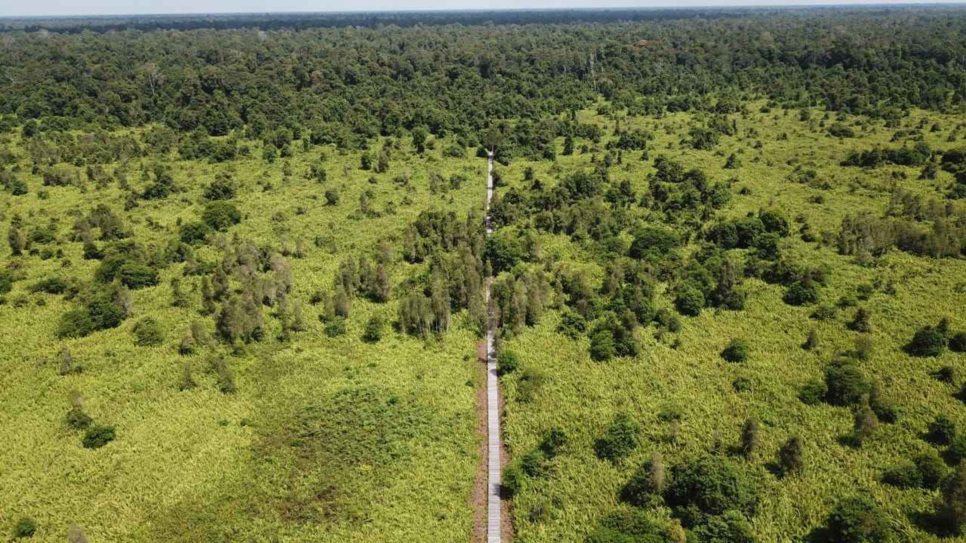 Aerial view of the project's boardwalk through the forest (Photo credit: Katingan Mentaya Project).