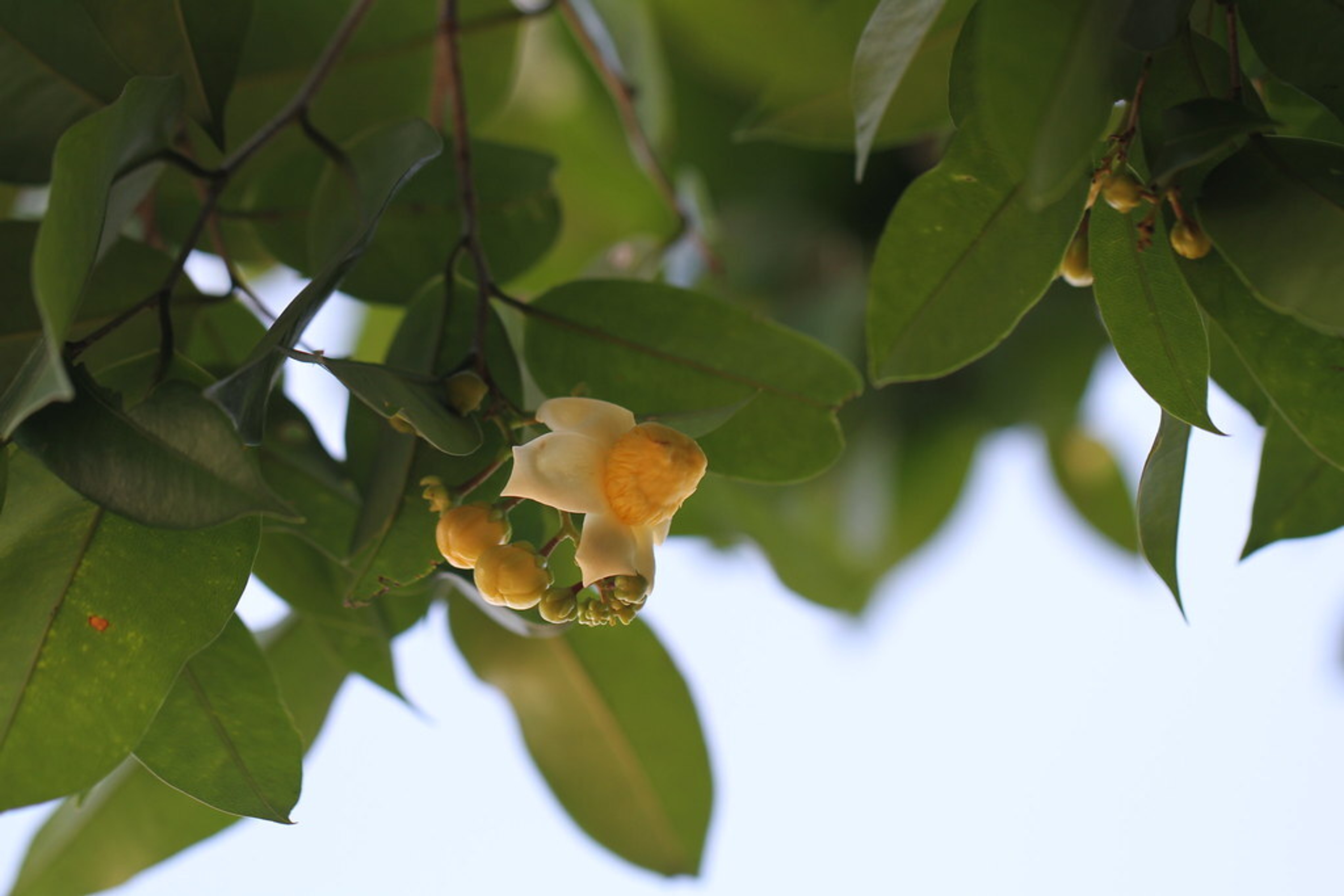 Eschweilera Coriacea image