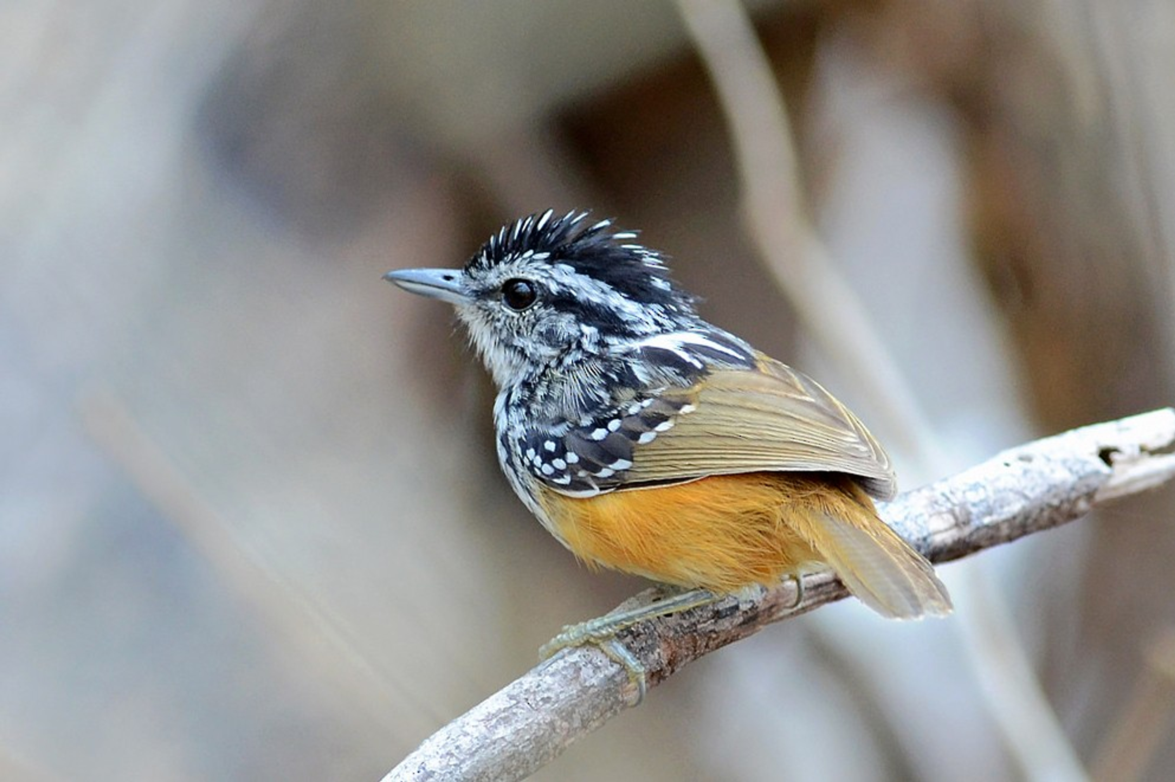 Rondônia Warbling Antbird image