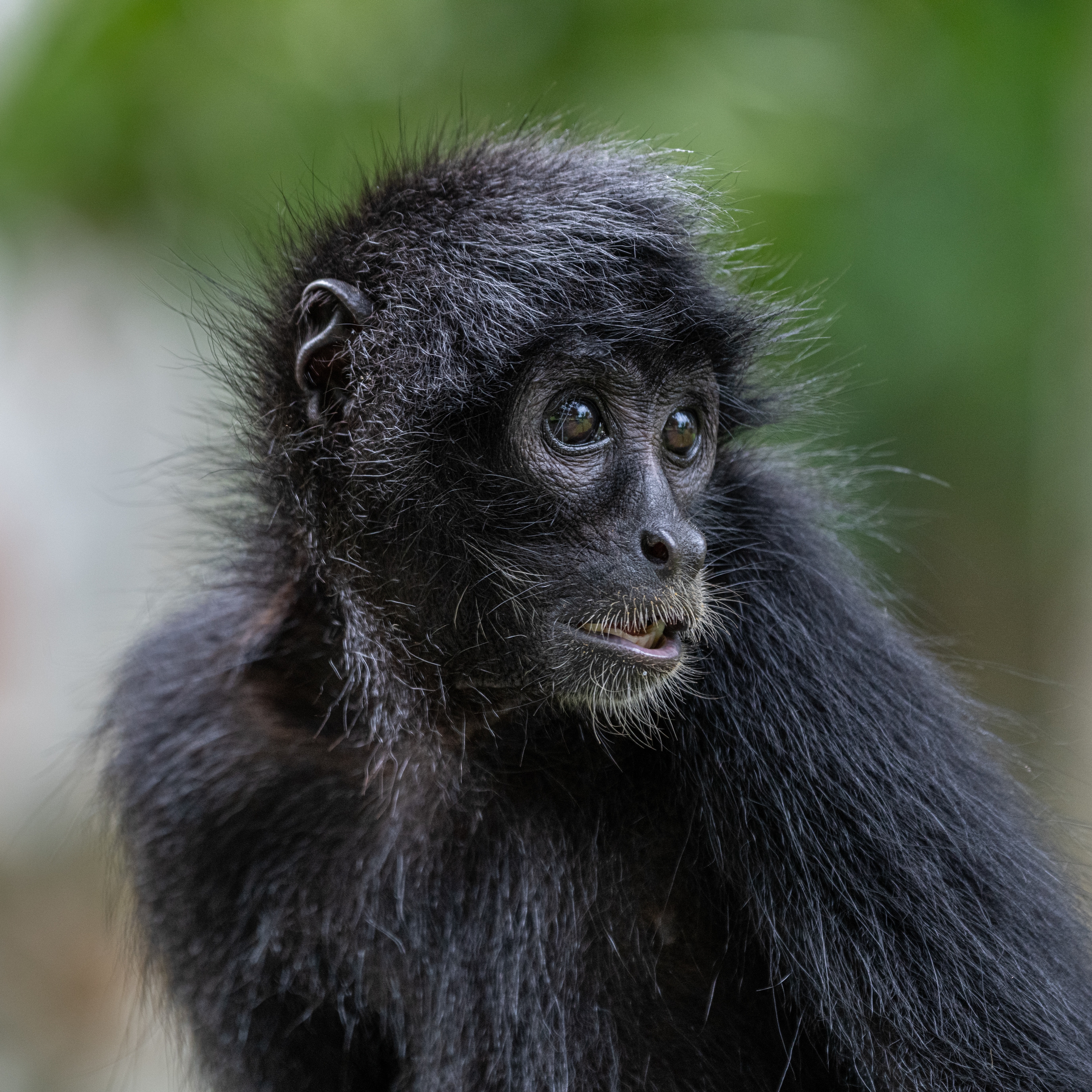 Spider Monkey image