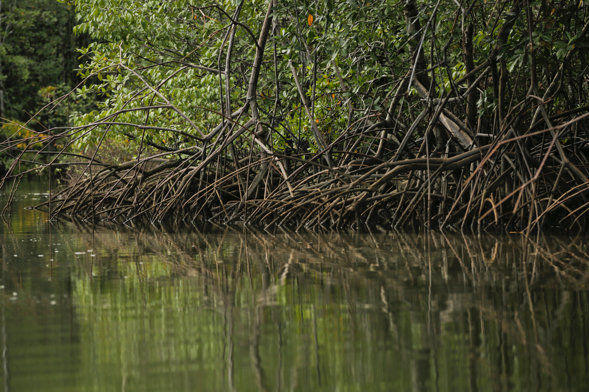 biodiversity image