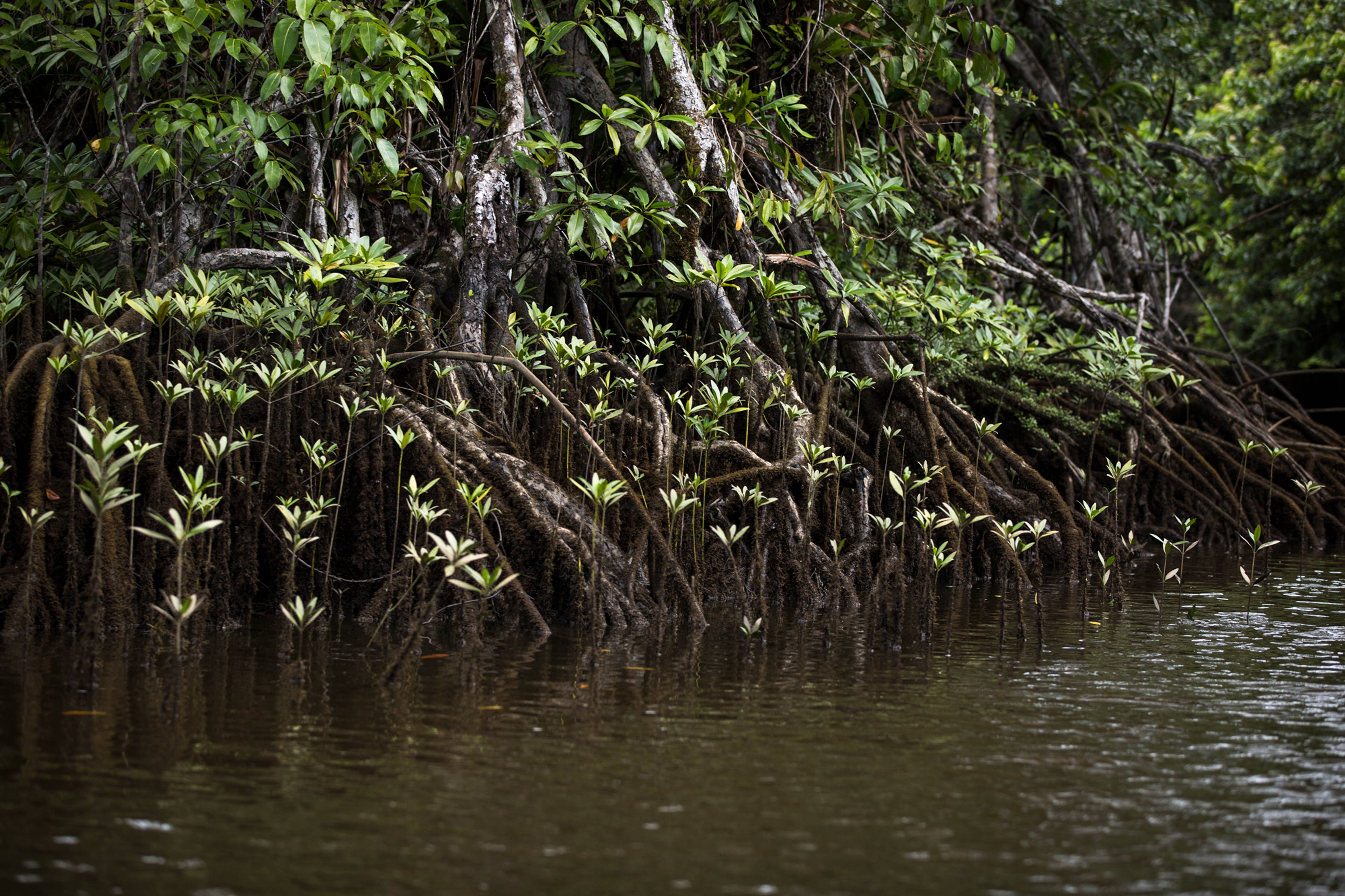 Ecosystems found within the Chocó-Darien bioregion include mangroves, swamps, flooded forests, dry, wet and cloud forests, and páramo at elevation. (Photo Credit: Hans Rippe)