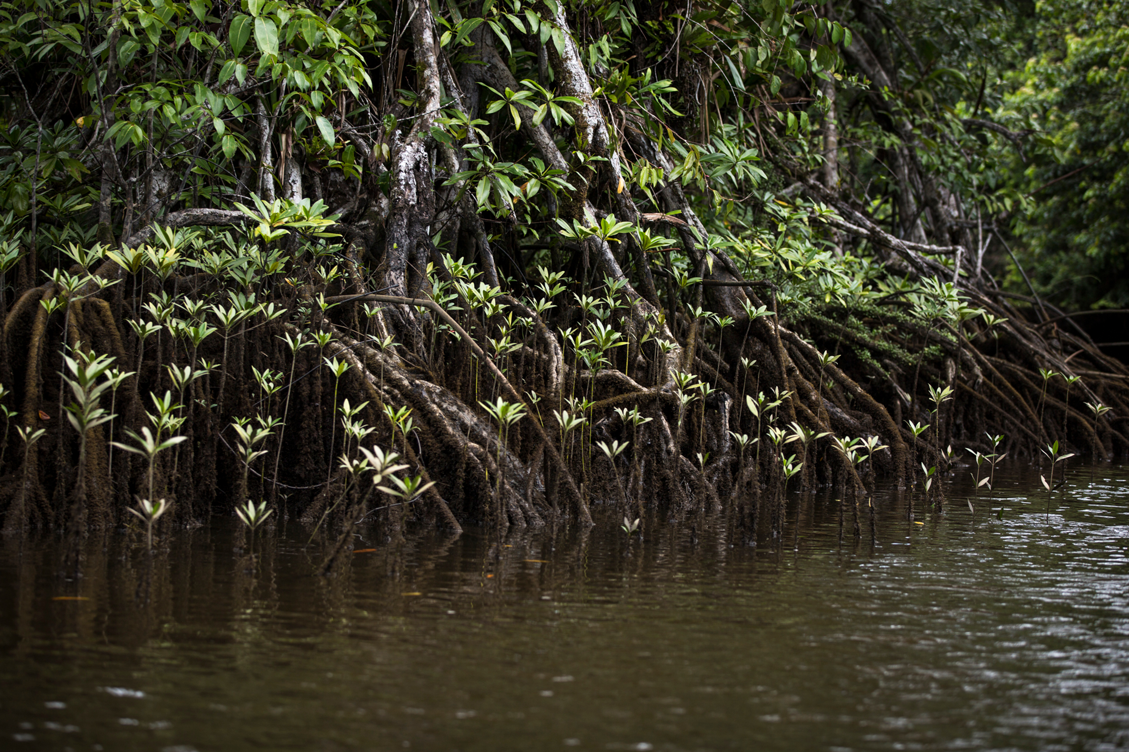 Mangroves image