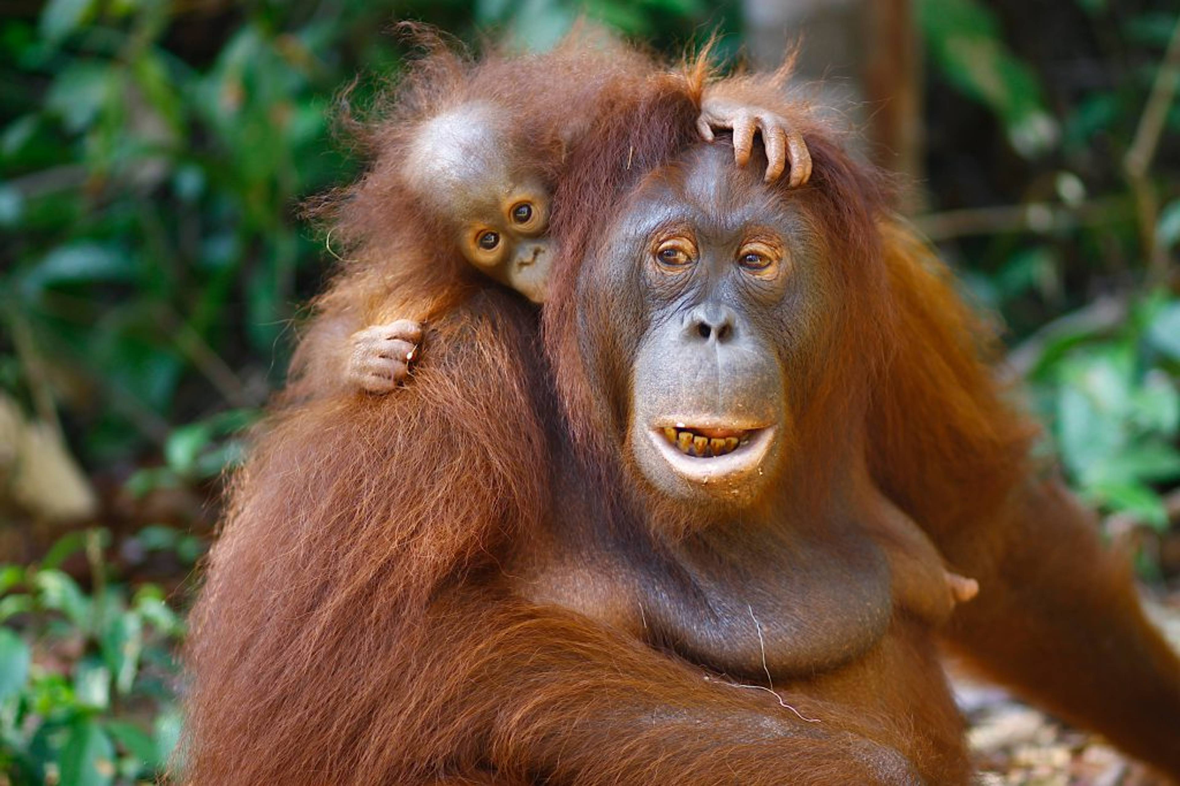 Orangutans find safe habitat in Central Kalimantan jungle. 