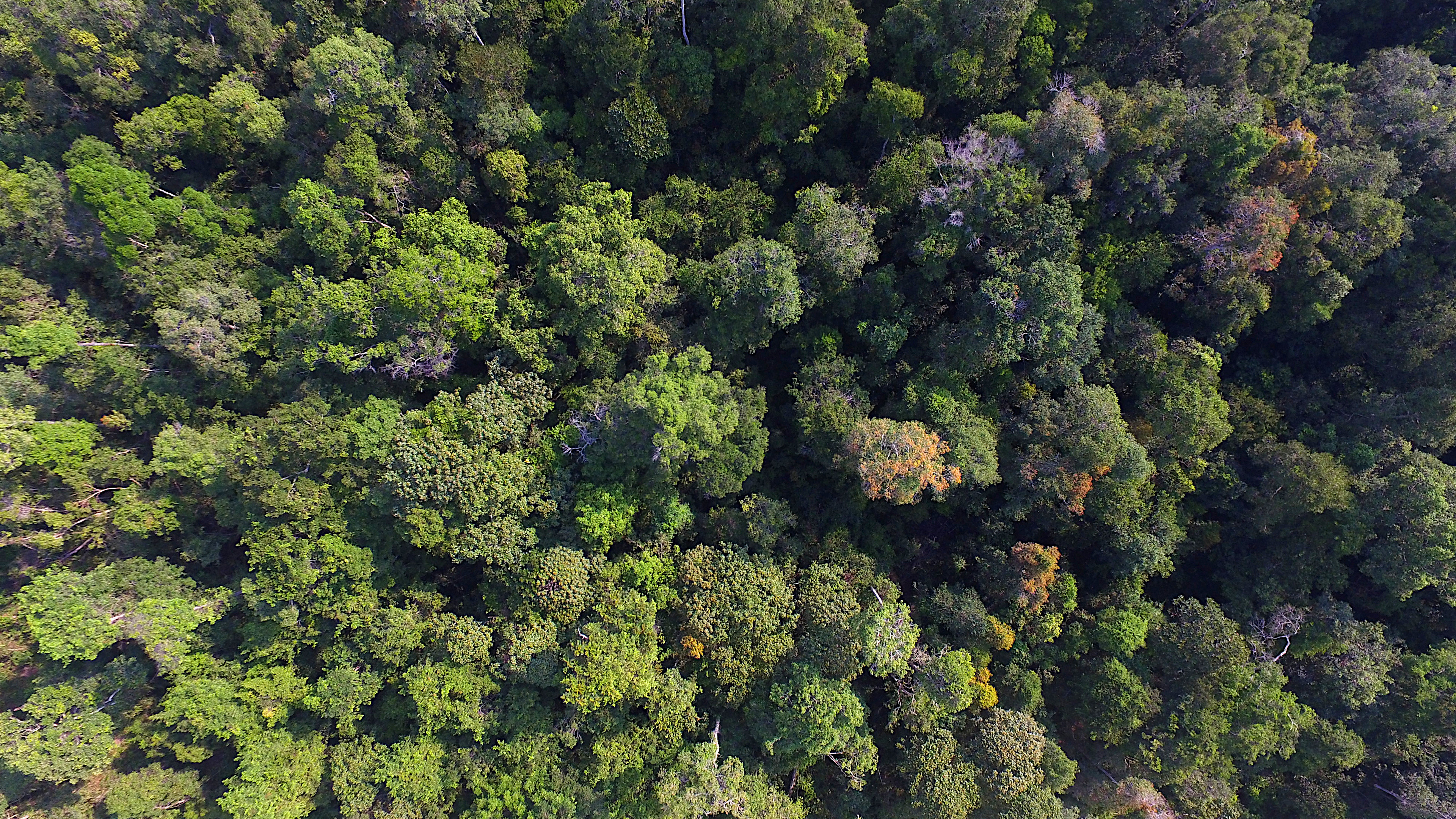 Aerial view of the Central Kalimantan Peatlands forest. 