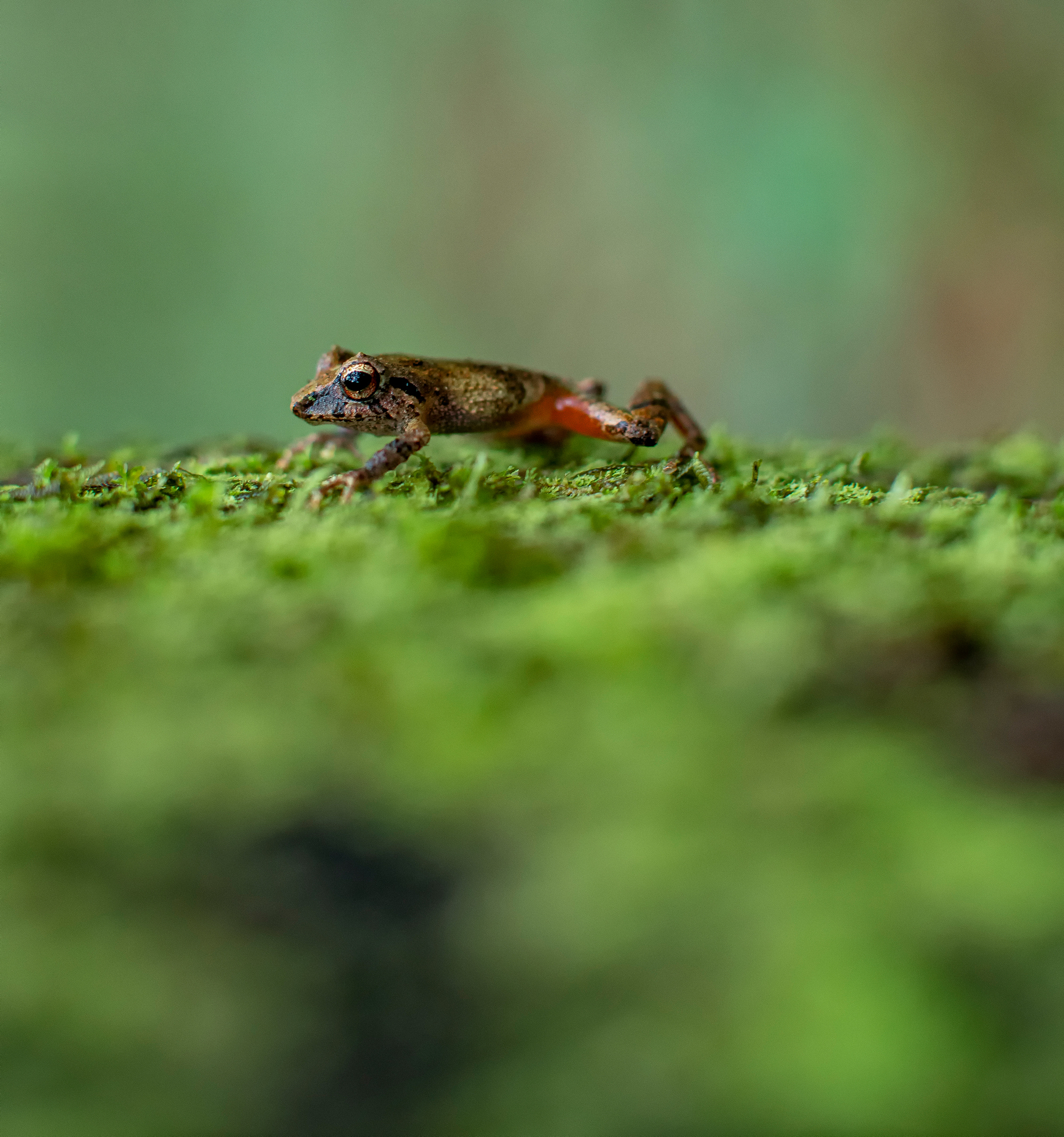 biodiversity image