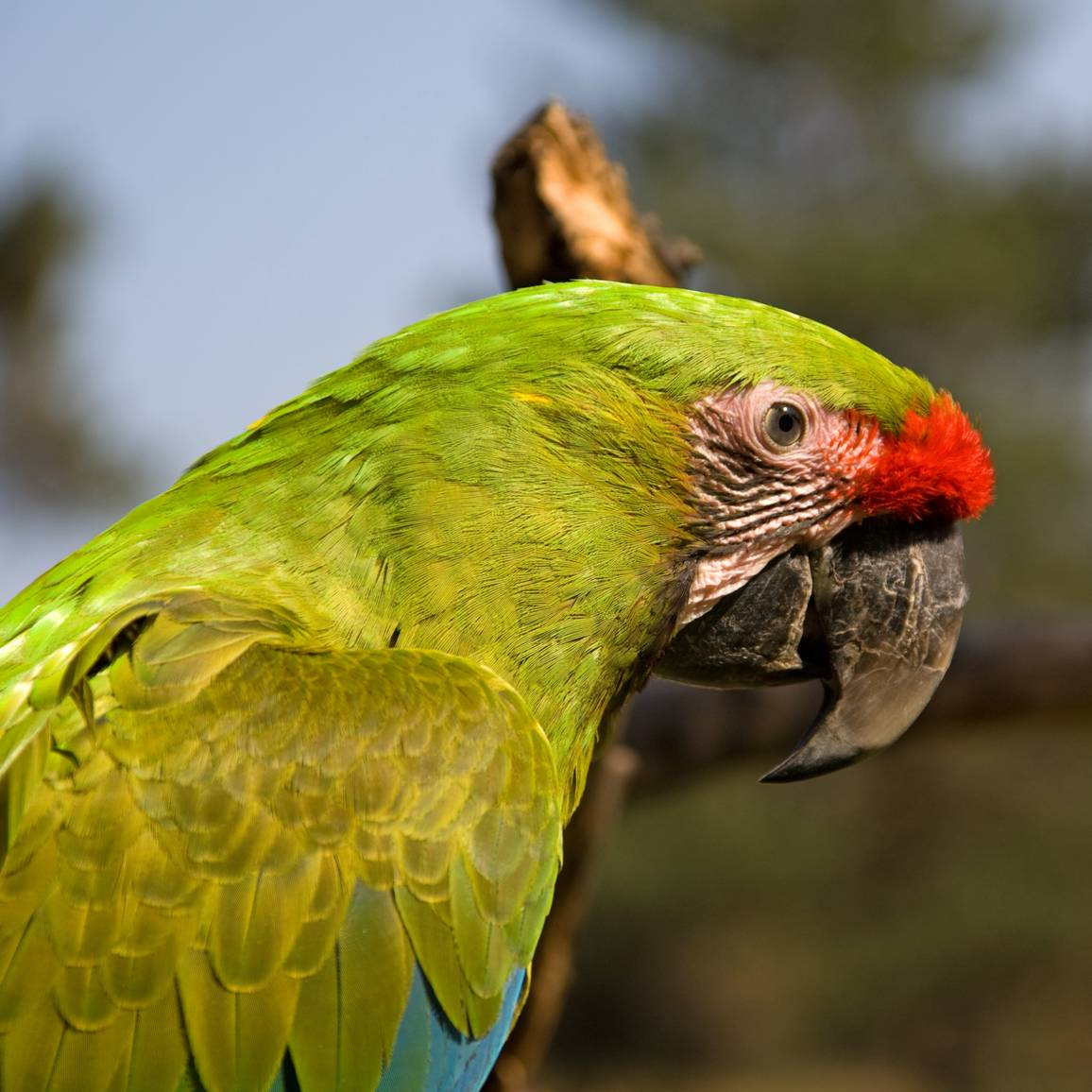 Great Green Macaw image