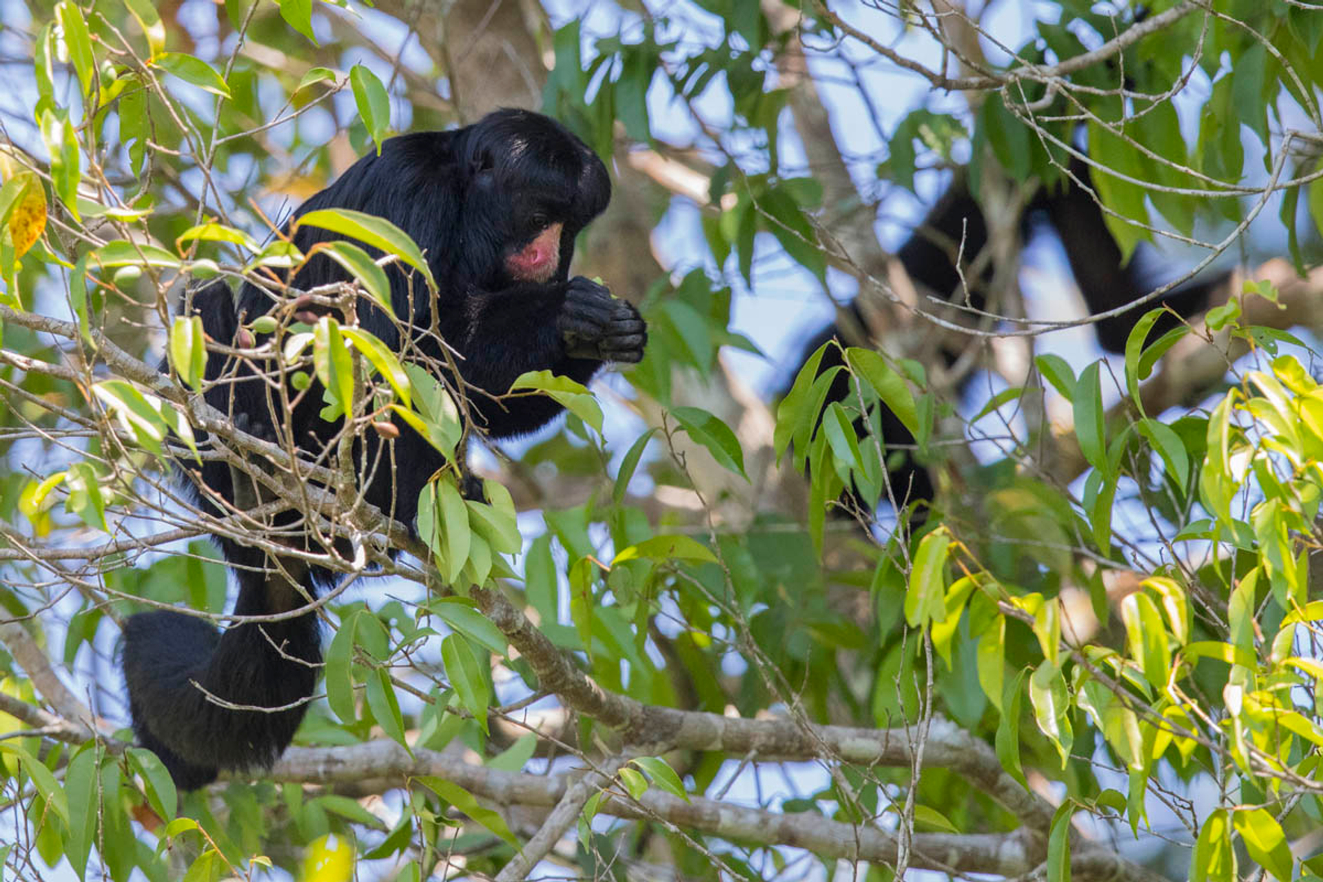 biodiversity image