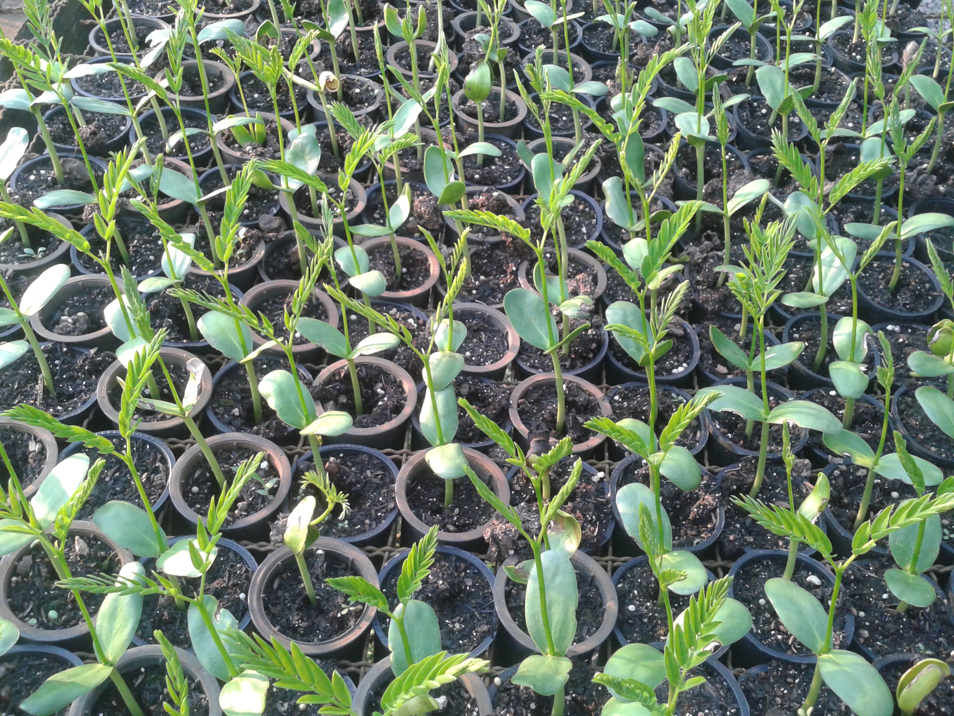 Small seedlings being cultivated at the project.