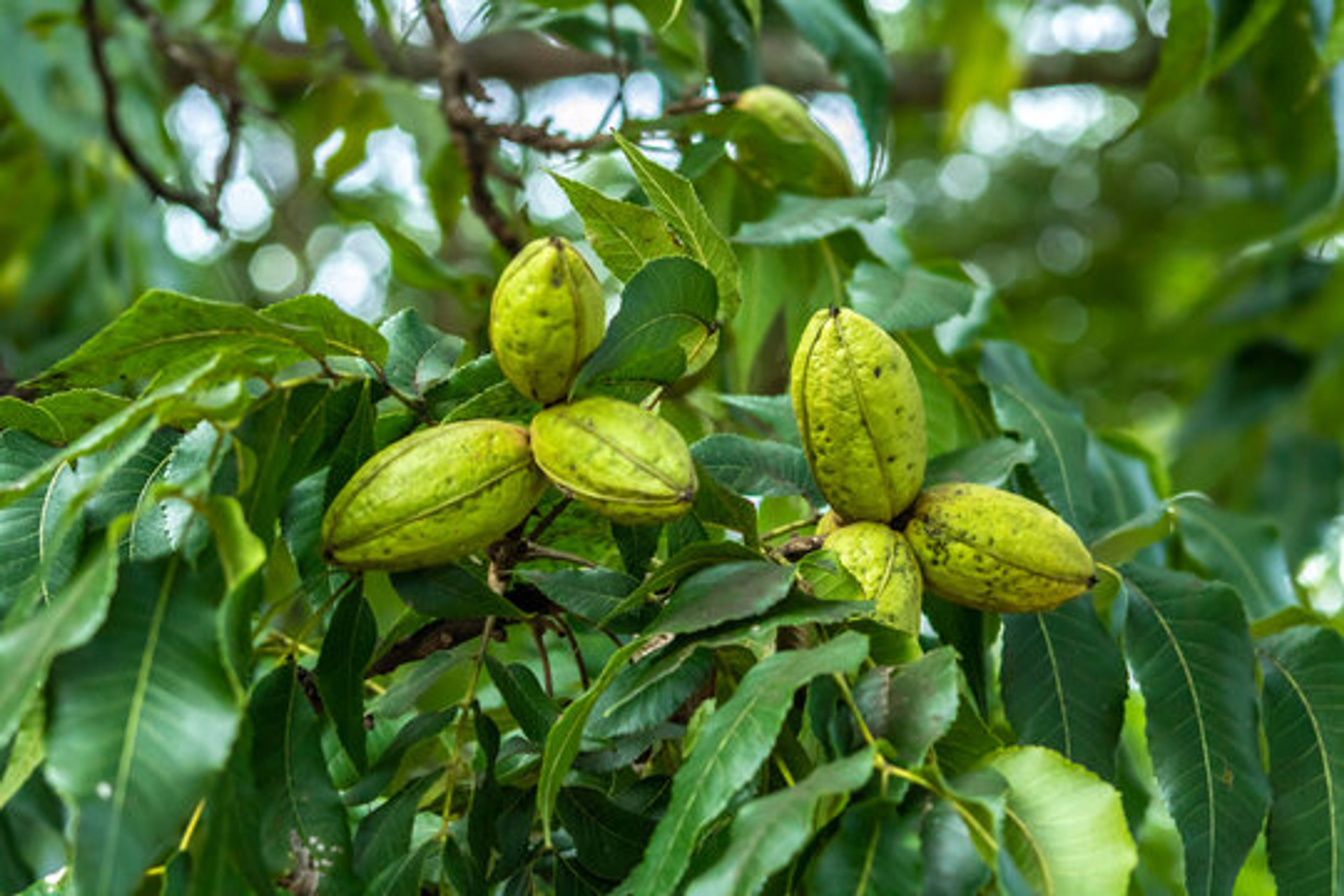 Brazil Nut image