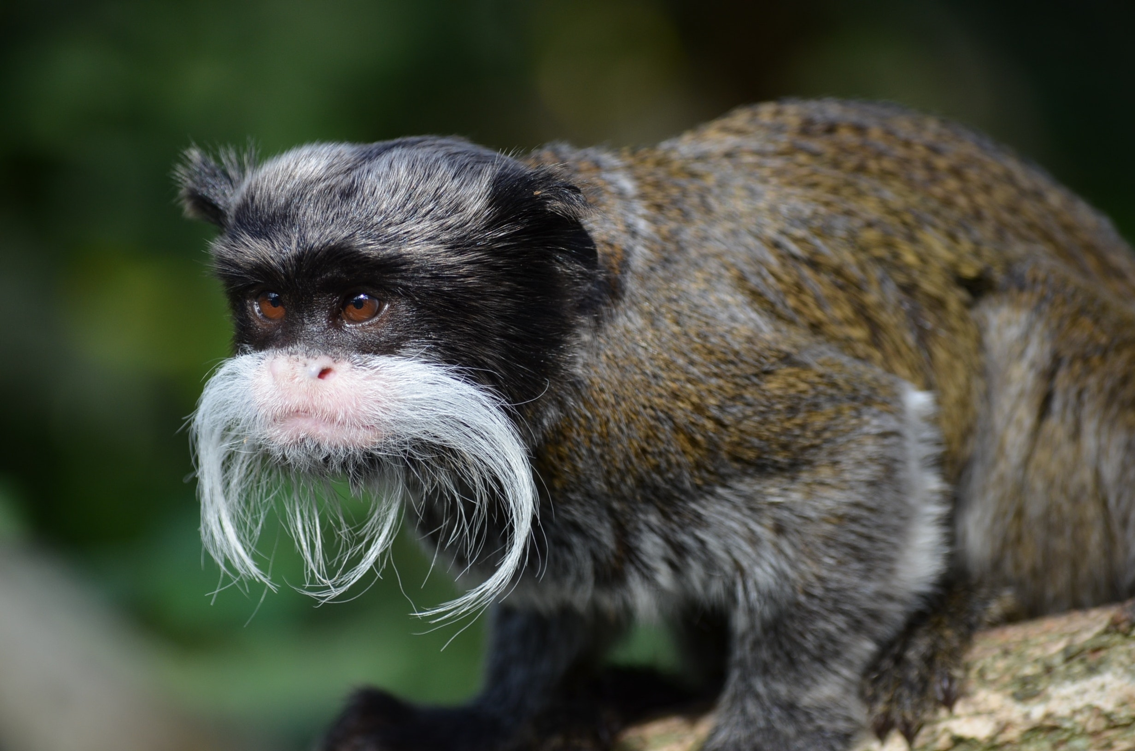 Tamarin Monkey image