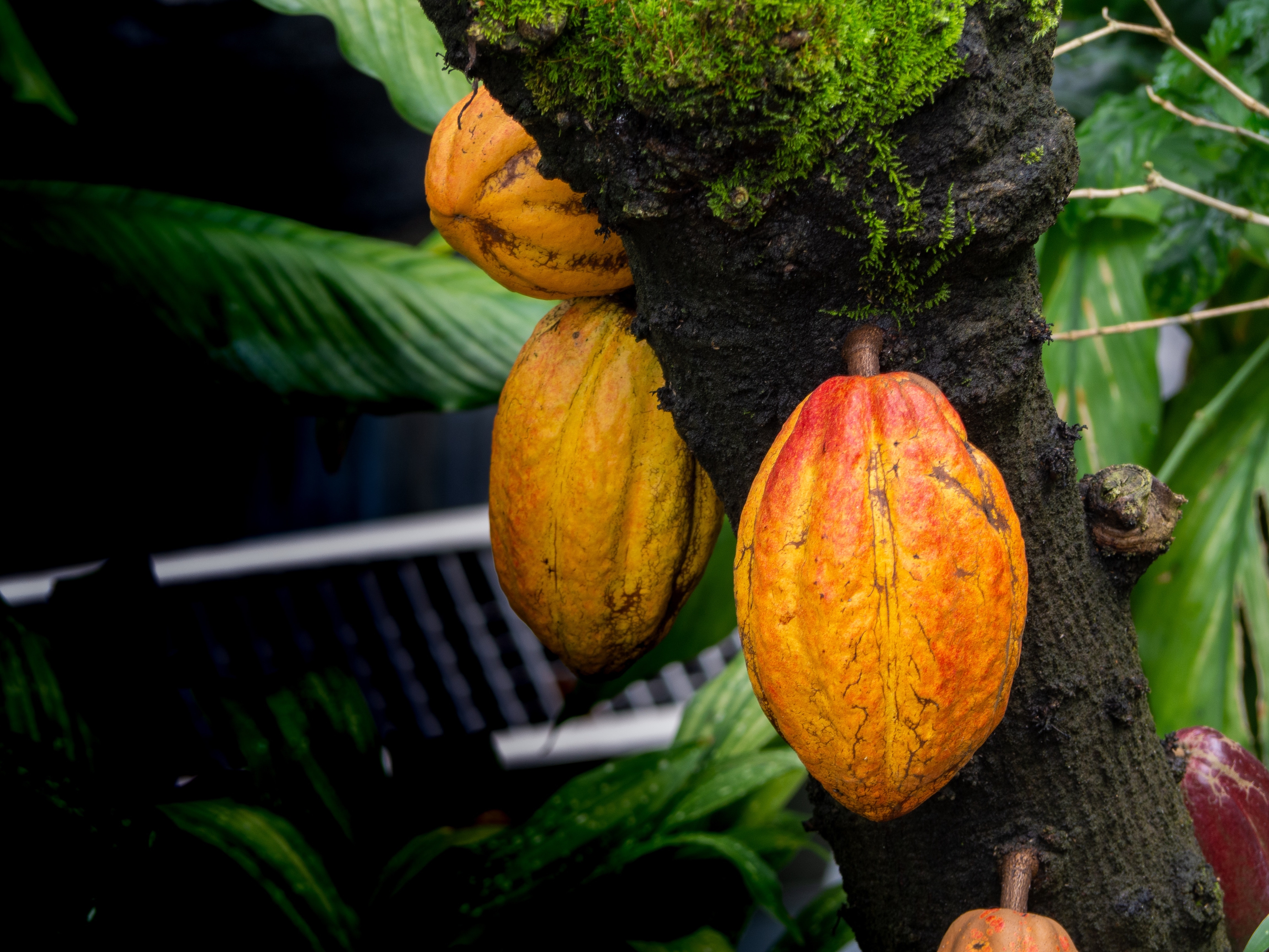 Cacao image