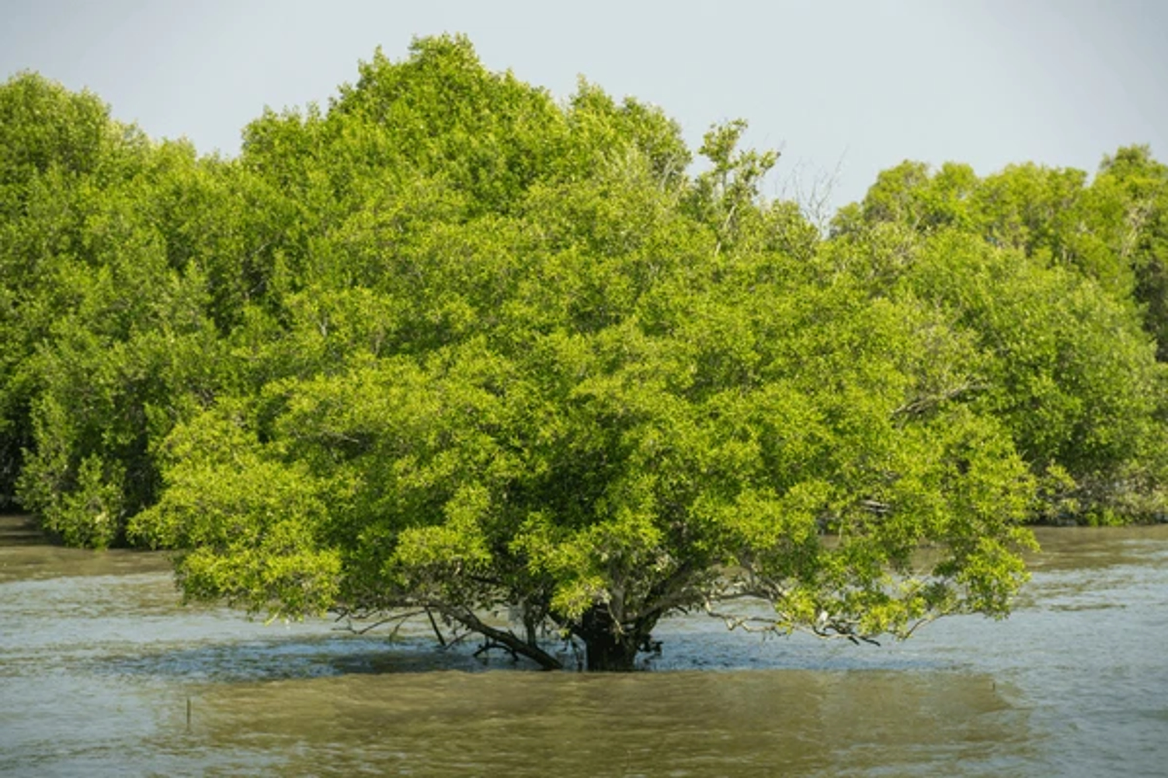 Avicennia Marina image