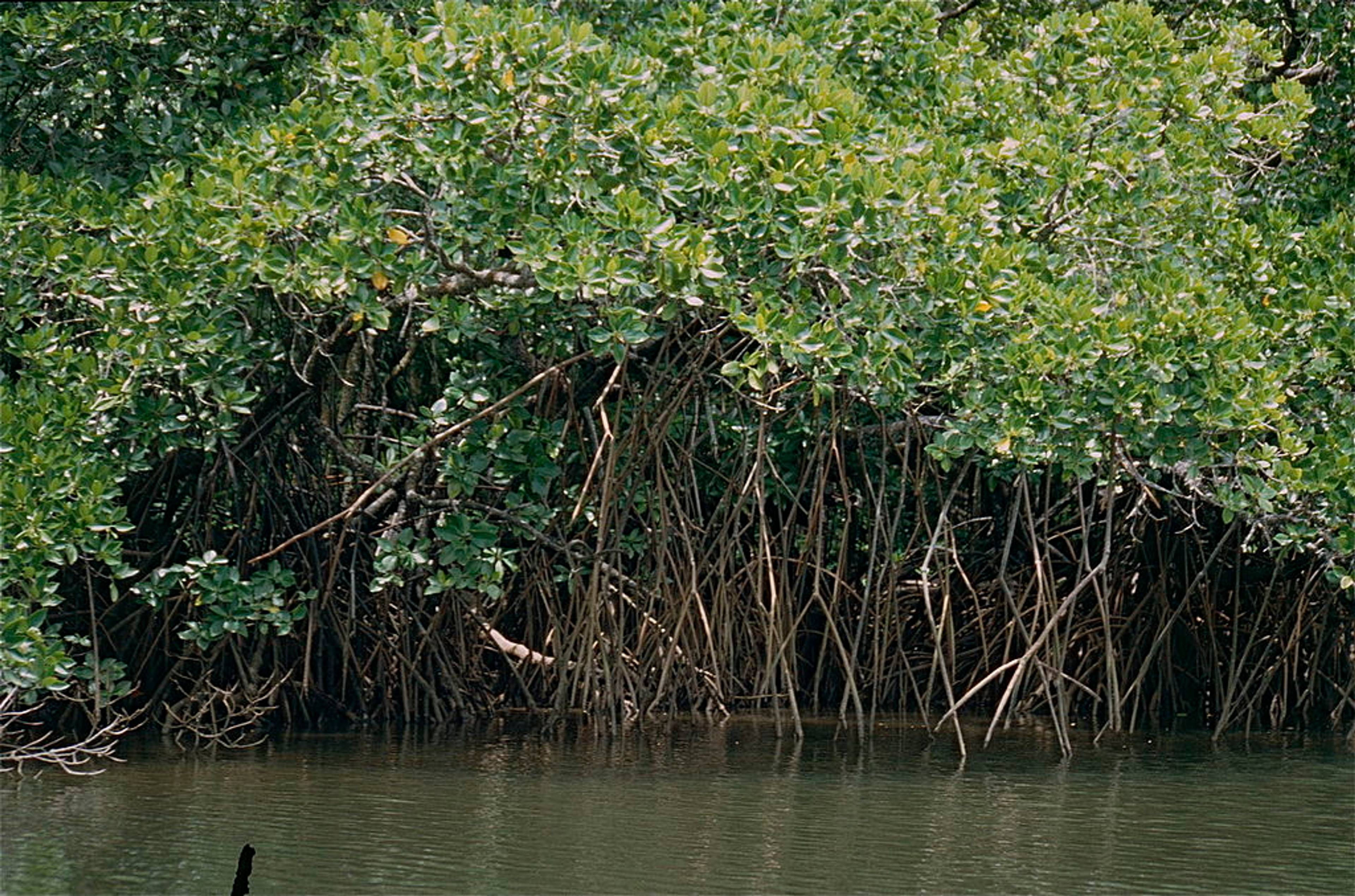 The Rhizophora mucronate seen here is one of the native species the project plants