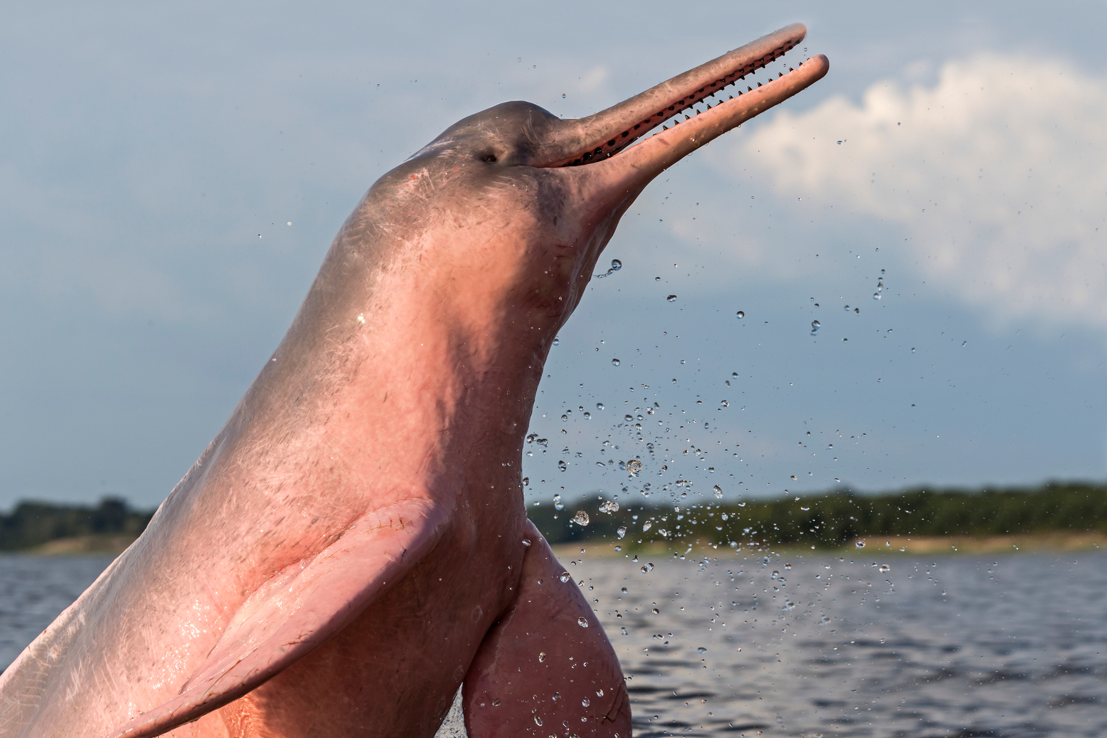 Indus River Dolphin image
