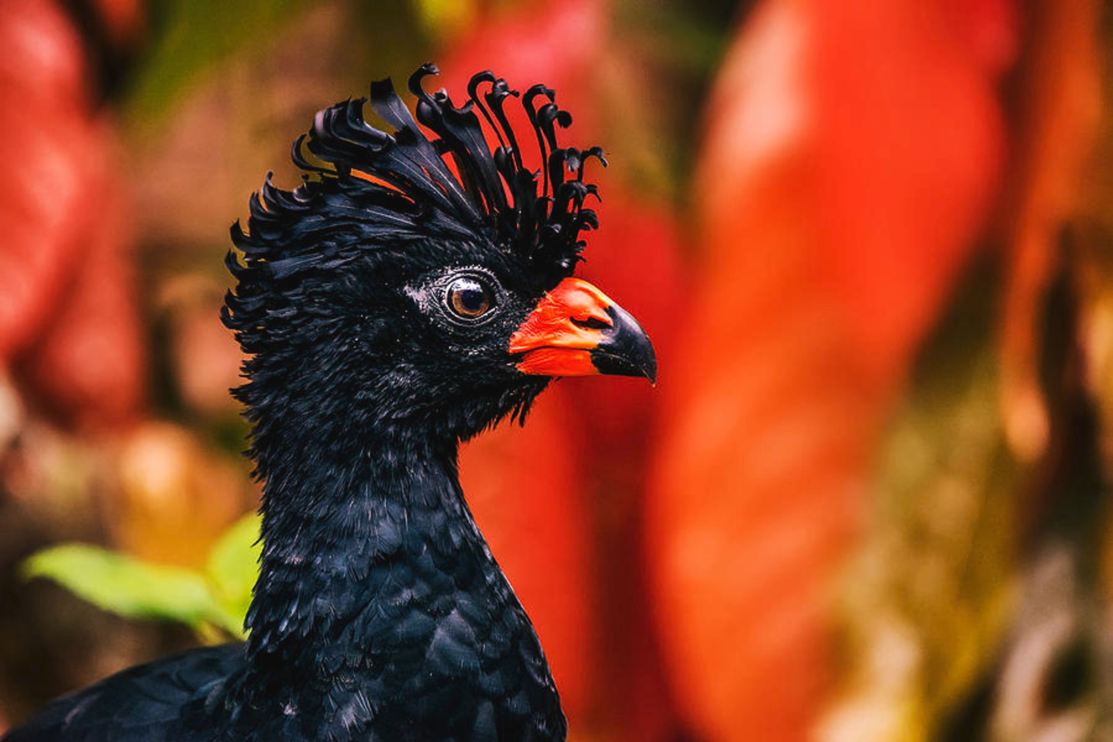 Red Billed Curassow image