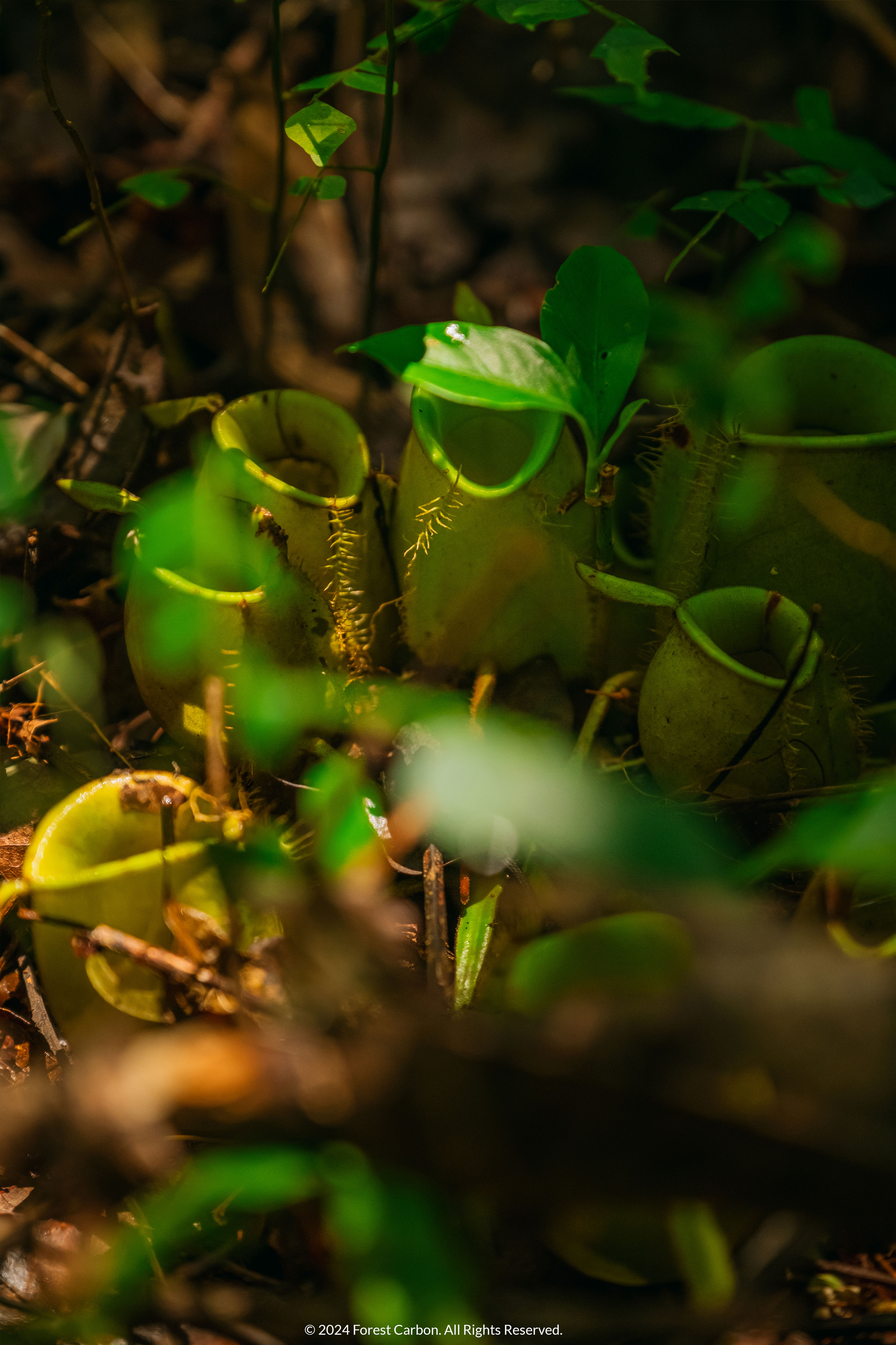 The project is focused on planting species native to the project region.
