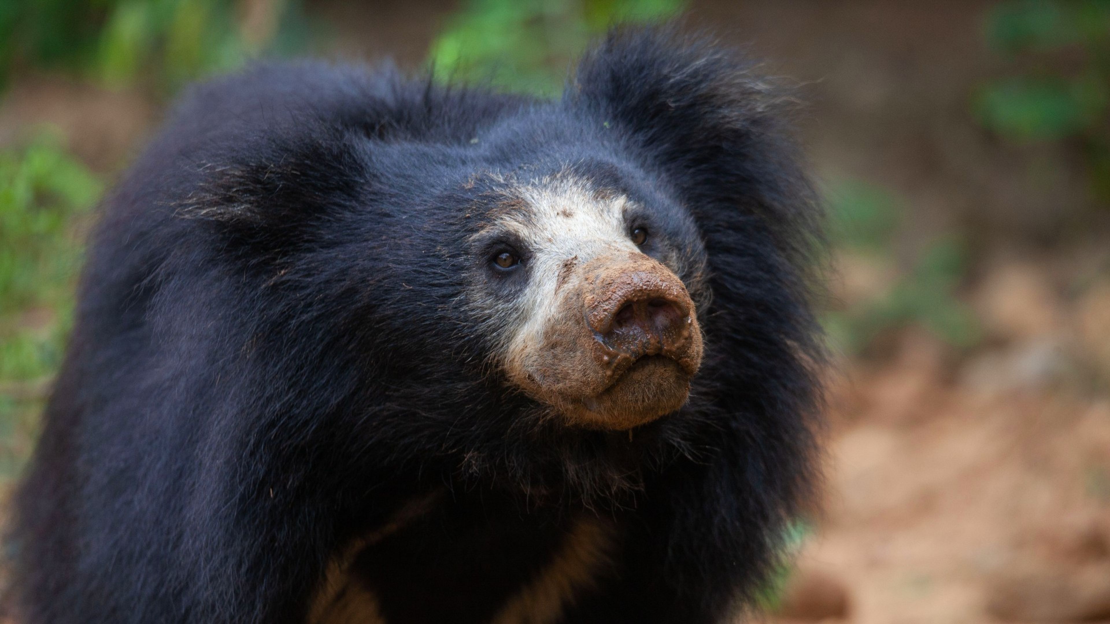 Sloth Bear image
