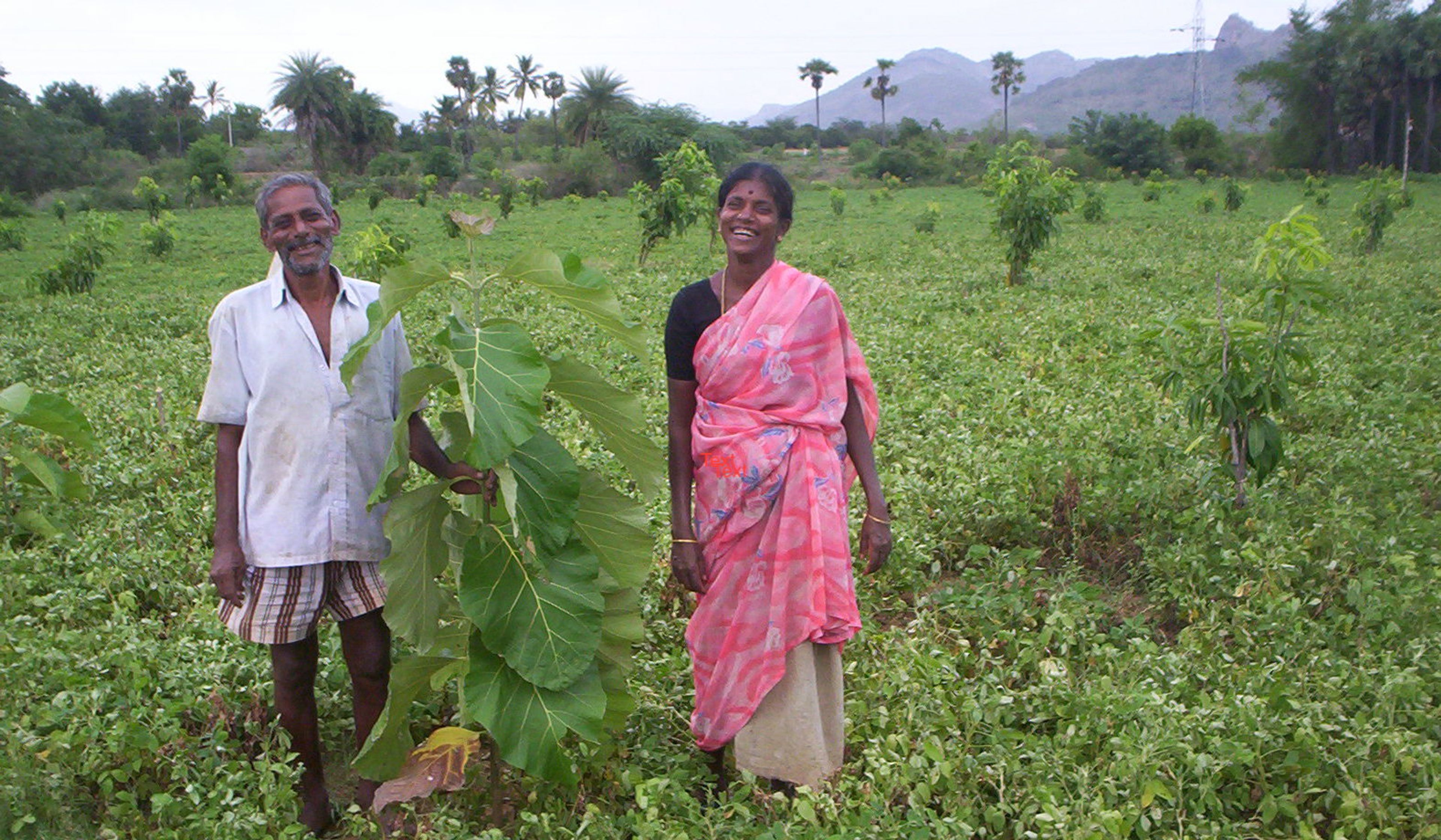 Participants admire early growth from their hard work. 