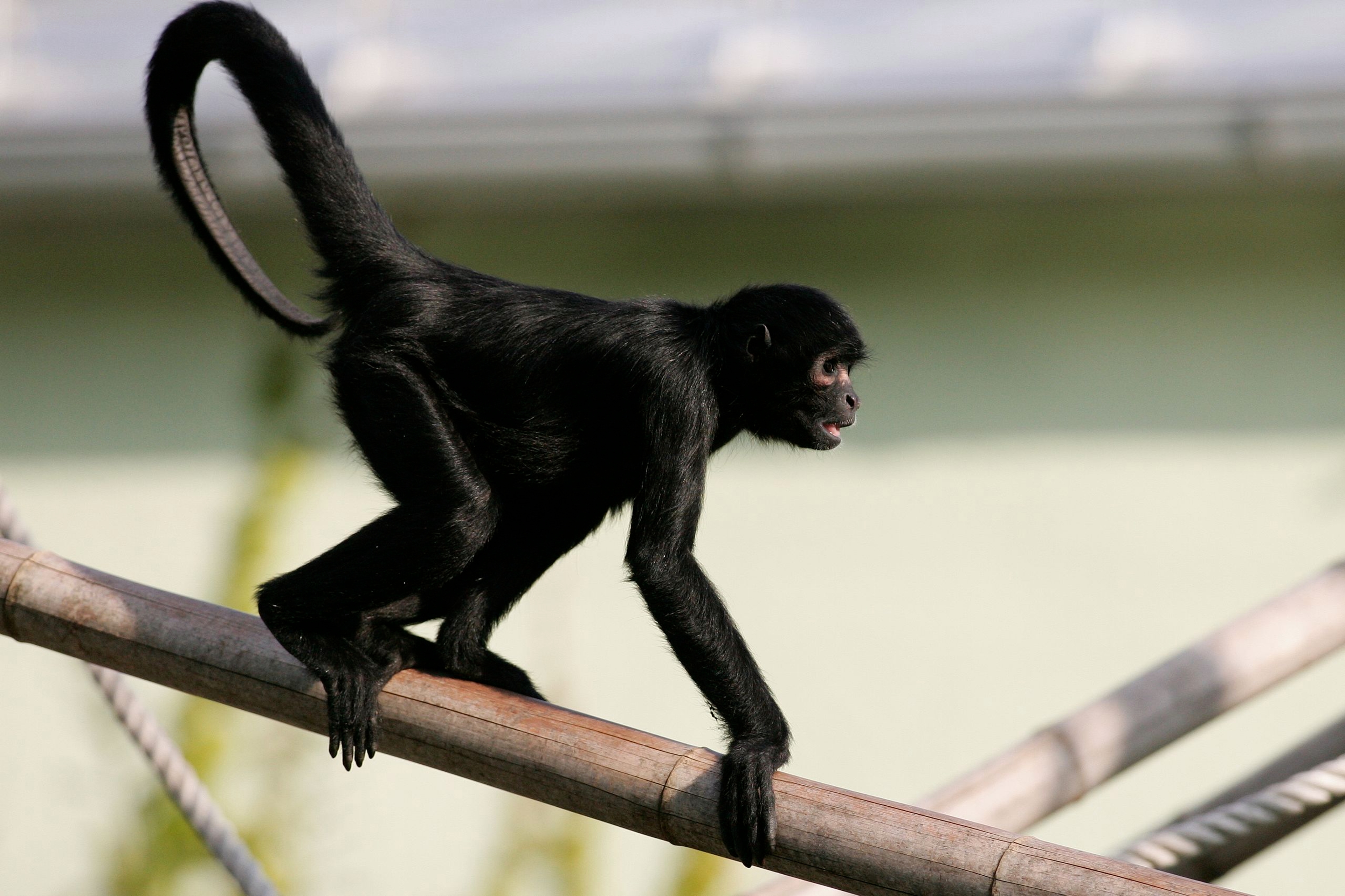 Black-headed spider monkey image