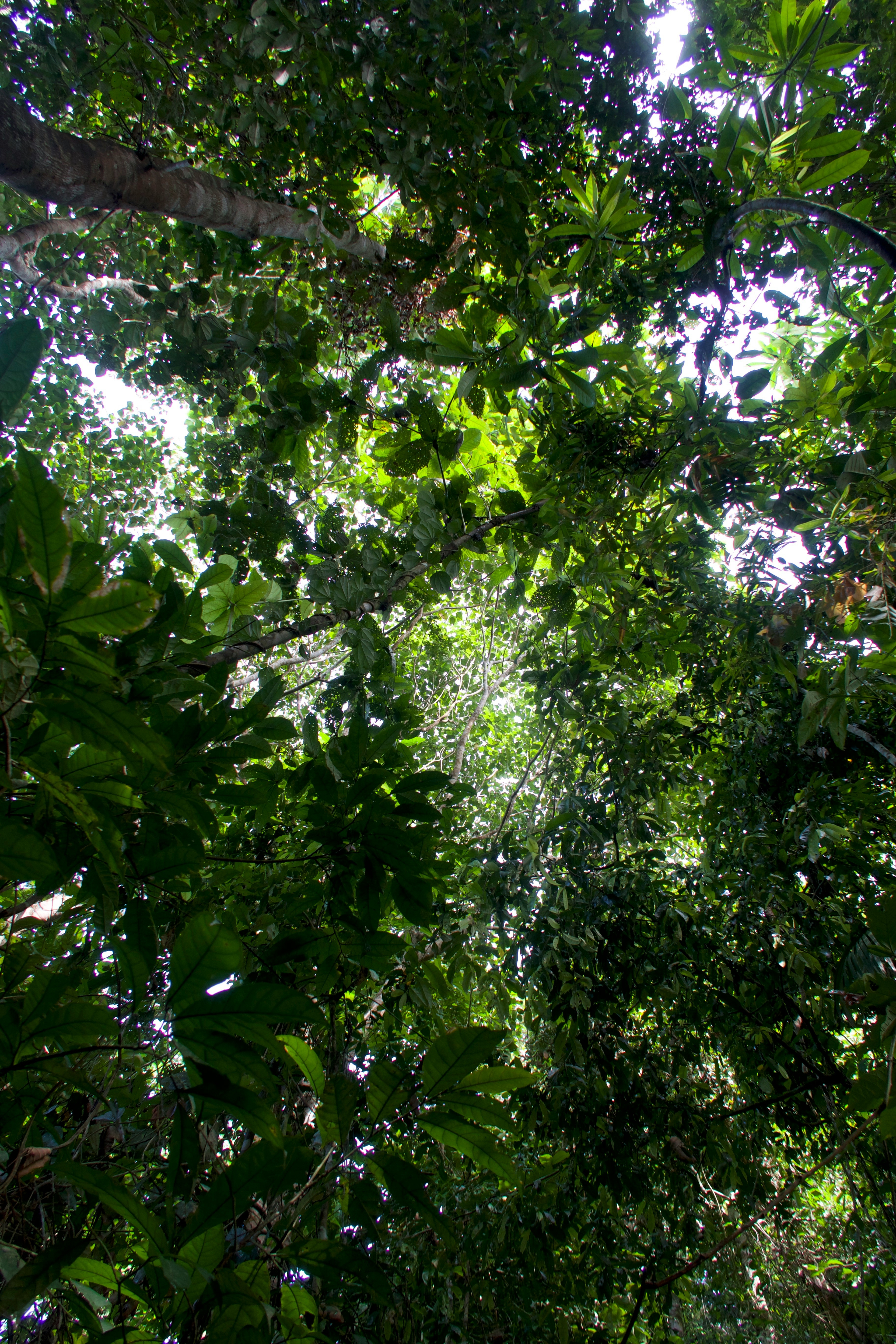 Protecting 140,000 hectares of critical tropical forest in Peru. 