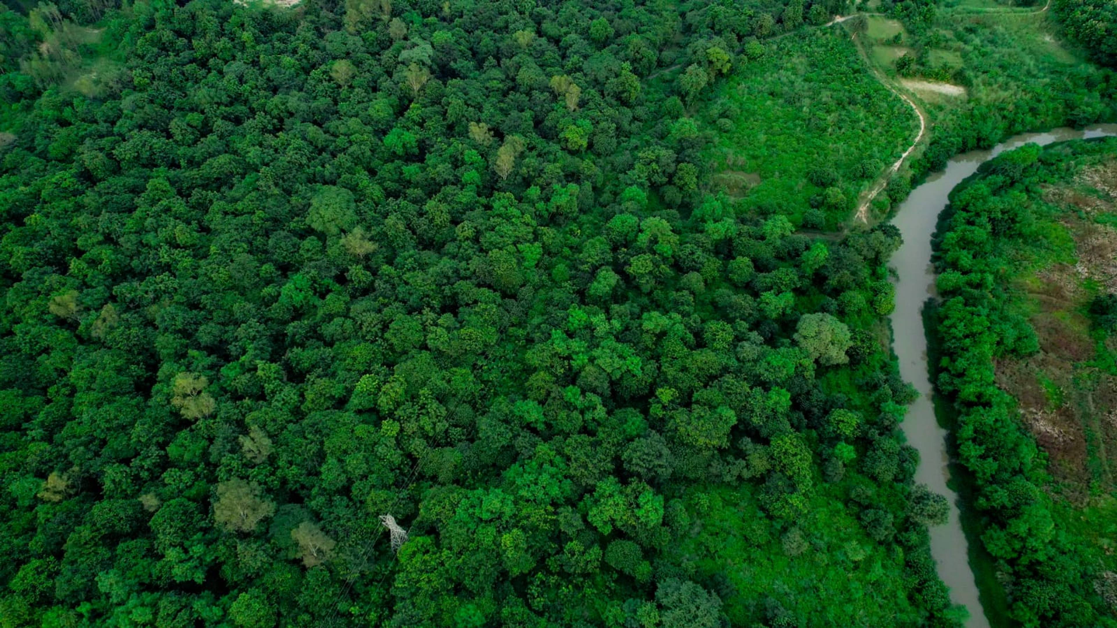 More than 75% of the trees planted across farms are native species.