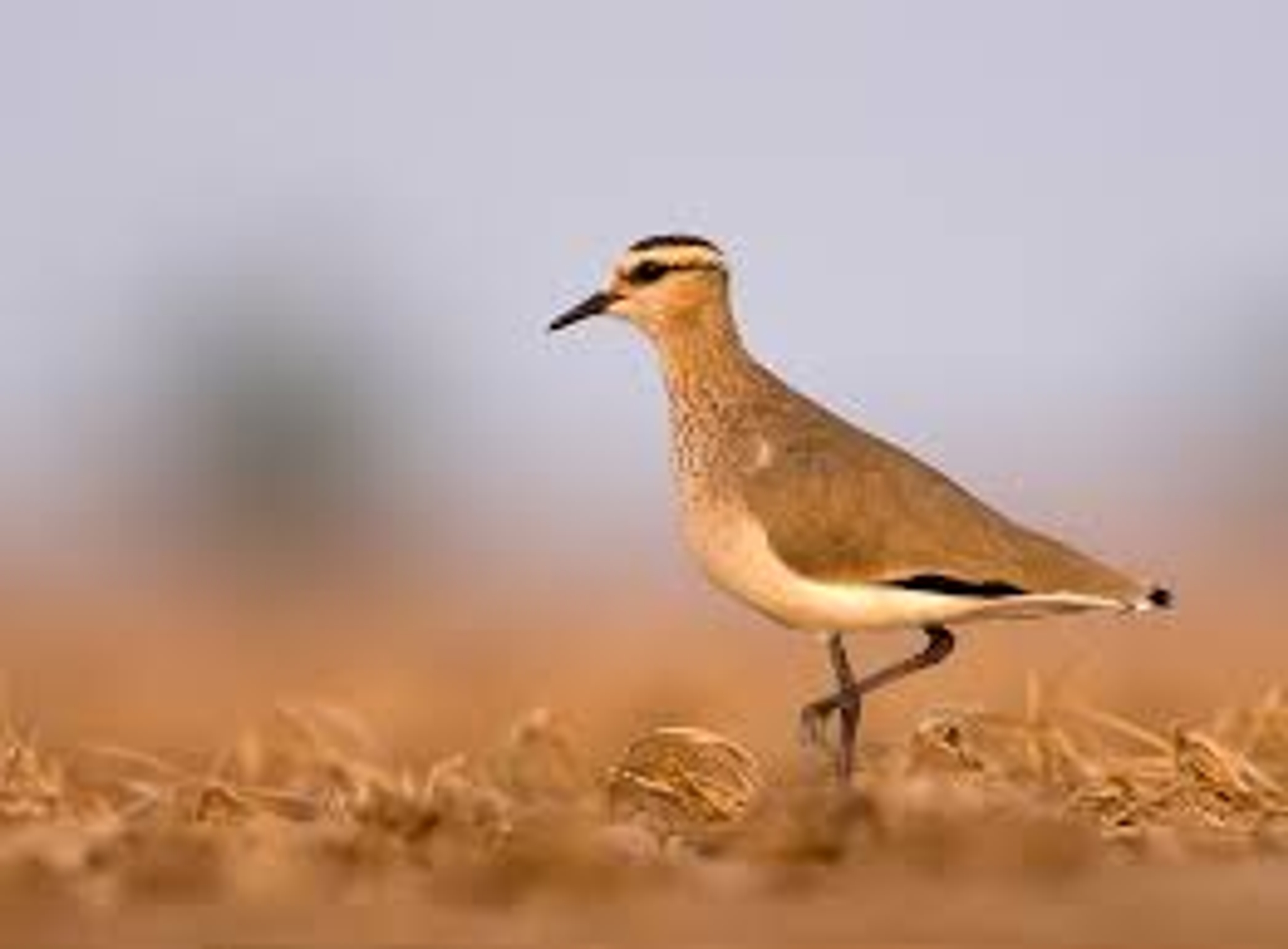 Sociable lapwing image