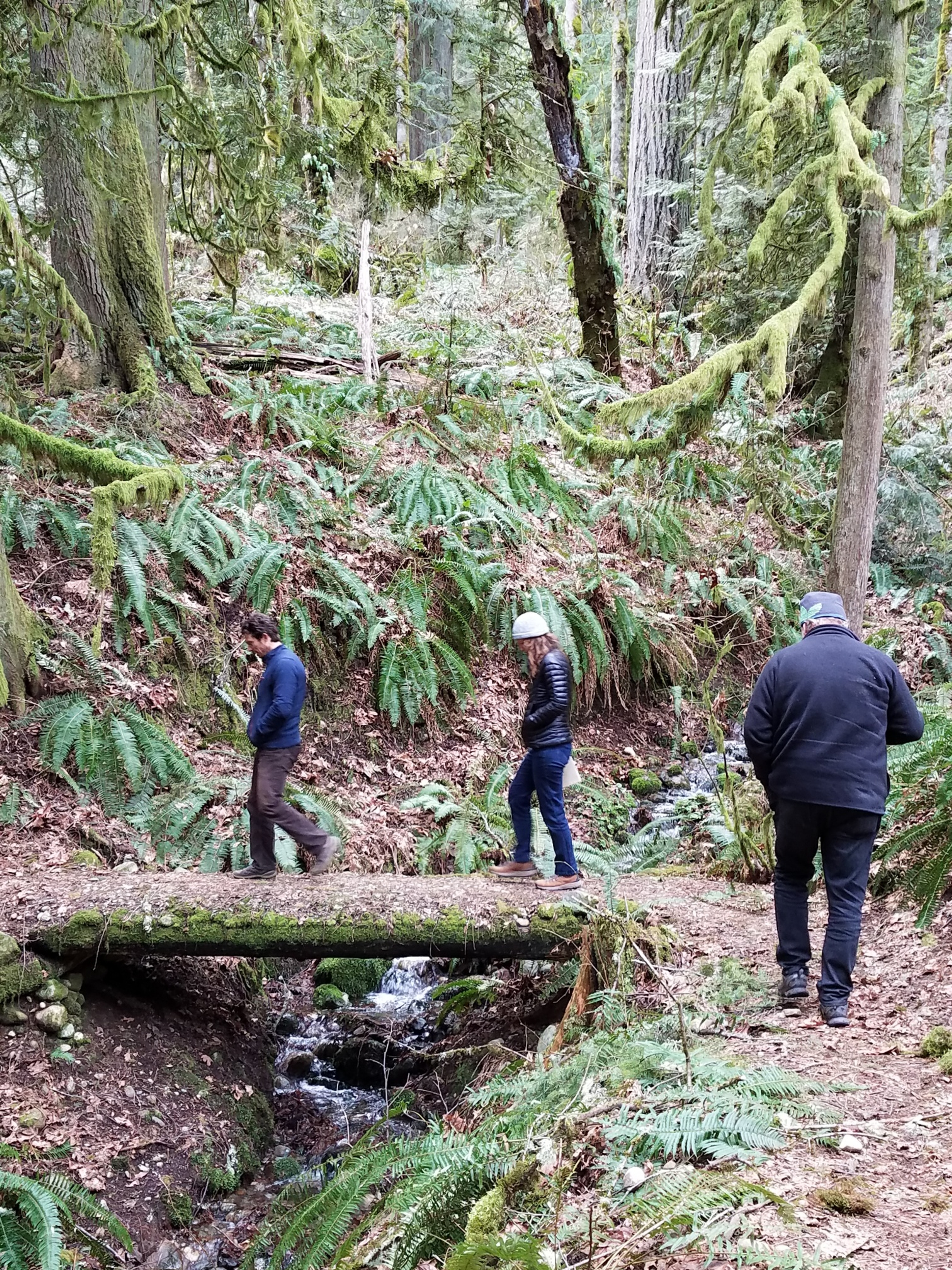 King County staff leading a tour in  Cougar Mountain Regional Wildland Park.