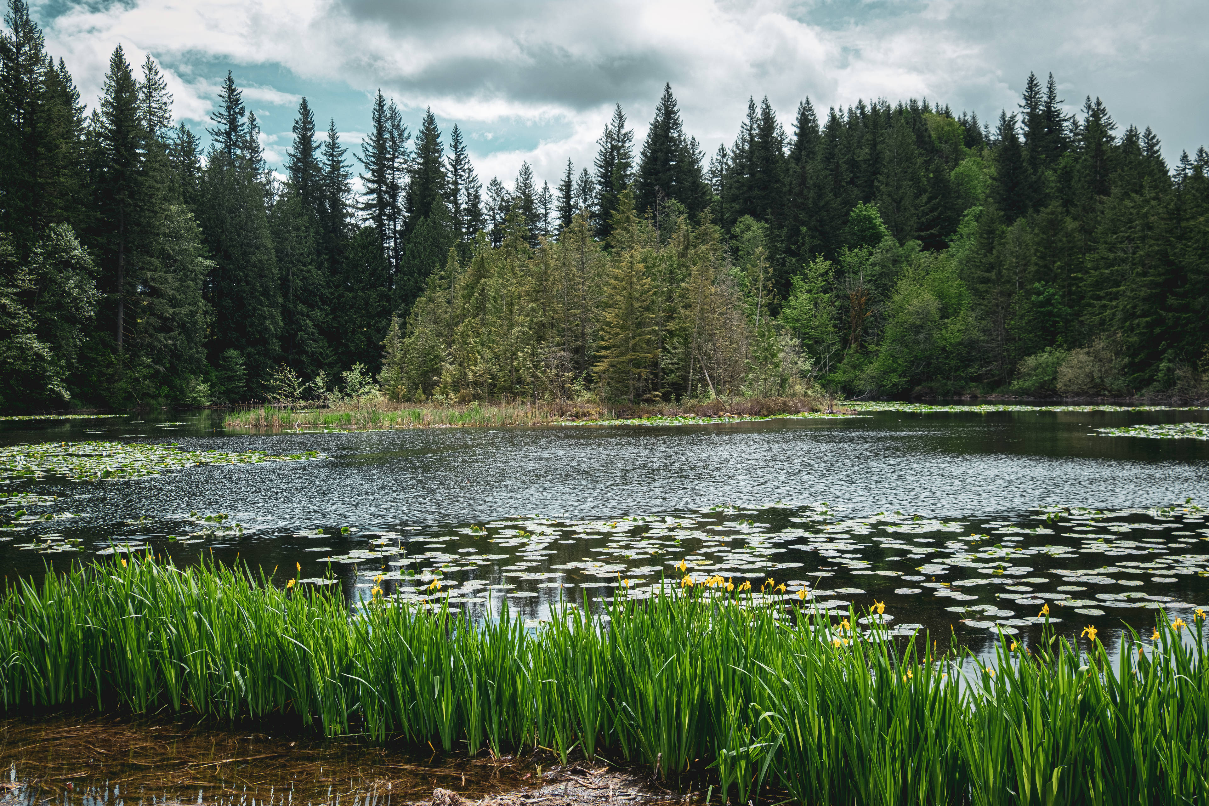 Little Lake Forest in South King County was primarily an industrial forest prior to being acquired by the project. (Photo credit: King County Parks)