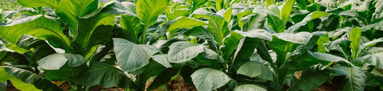 Pacific supports BAT South Africa tobacco bootlegging clean-up calls 
