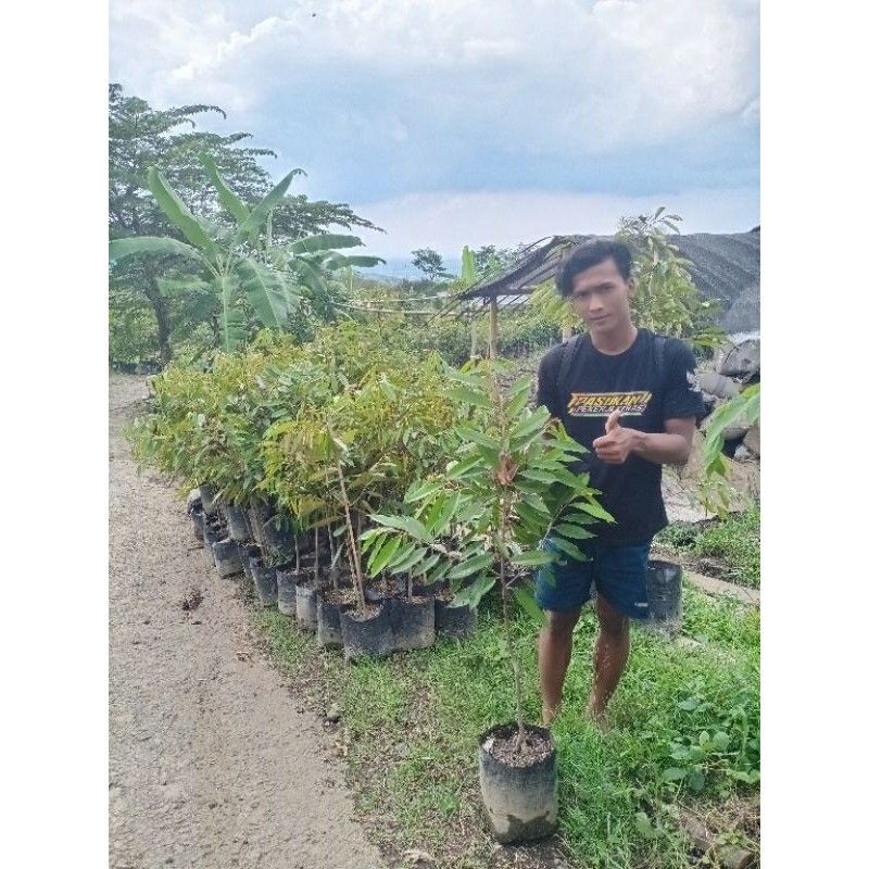 Jual Bibit Durian Bawor Unggul Malang