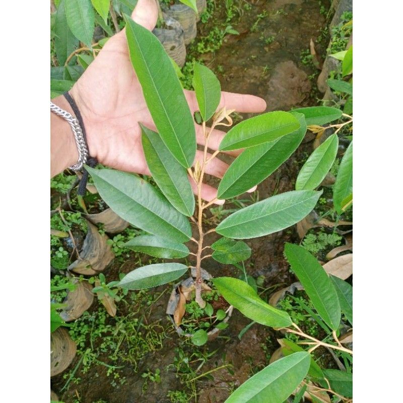 Jual Bibit Durian Bawor Unggul Semarang