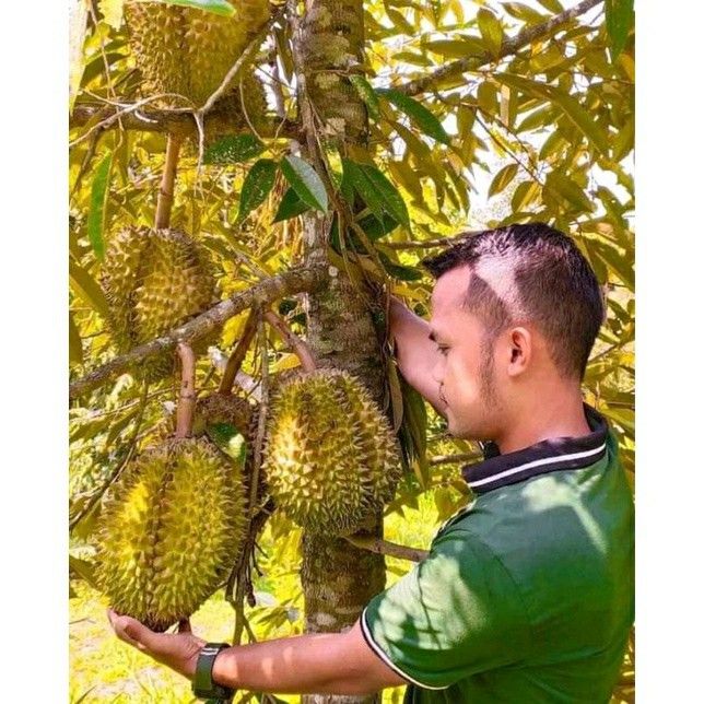 Jual Bibit Durian Montong Bersertifikat Cepat Berbuah Sukoharjo