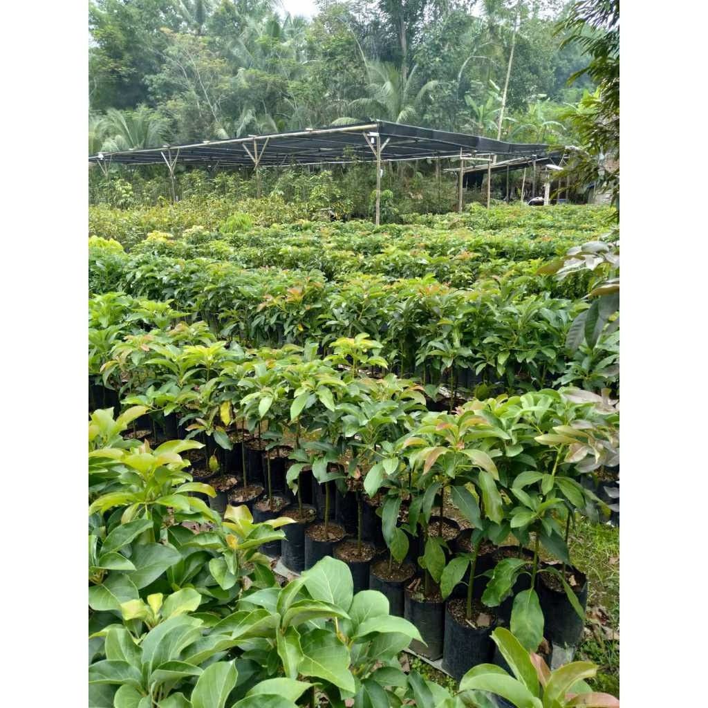 Jual Bibit Durian Bawor Unggul Kendal