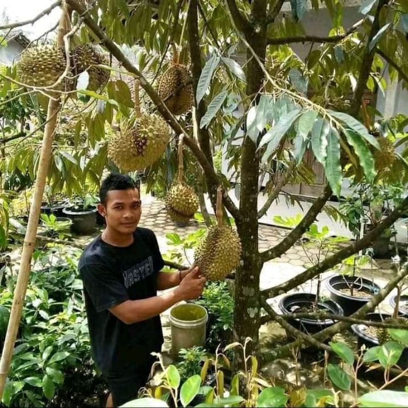 Jual Bibit Durian Bawor Unggul Cianjur