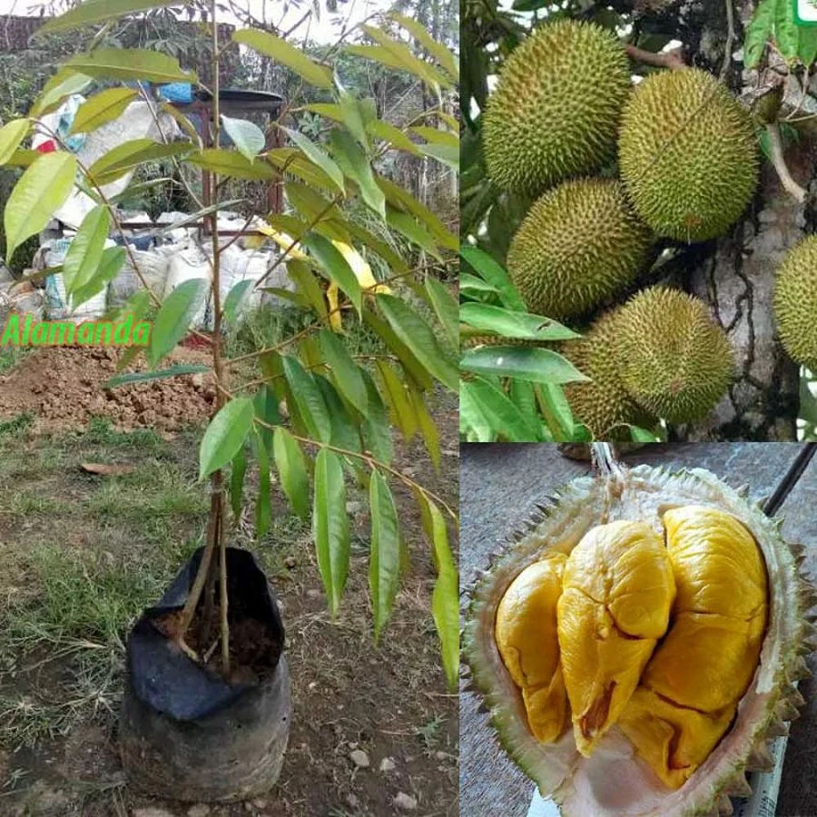 Jual Bibit Durian Bawor Unggul Bogor