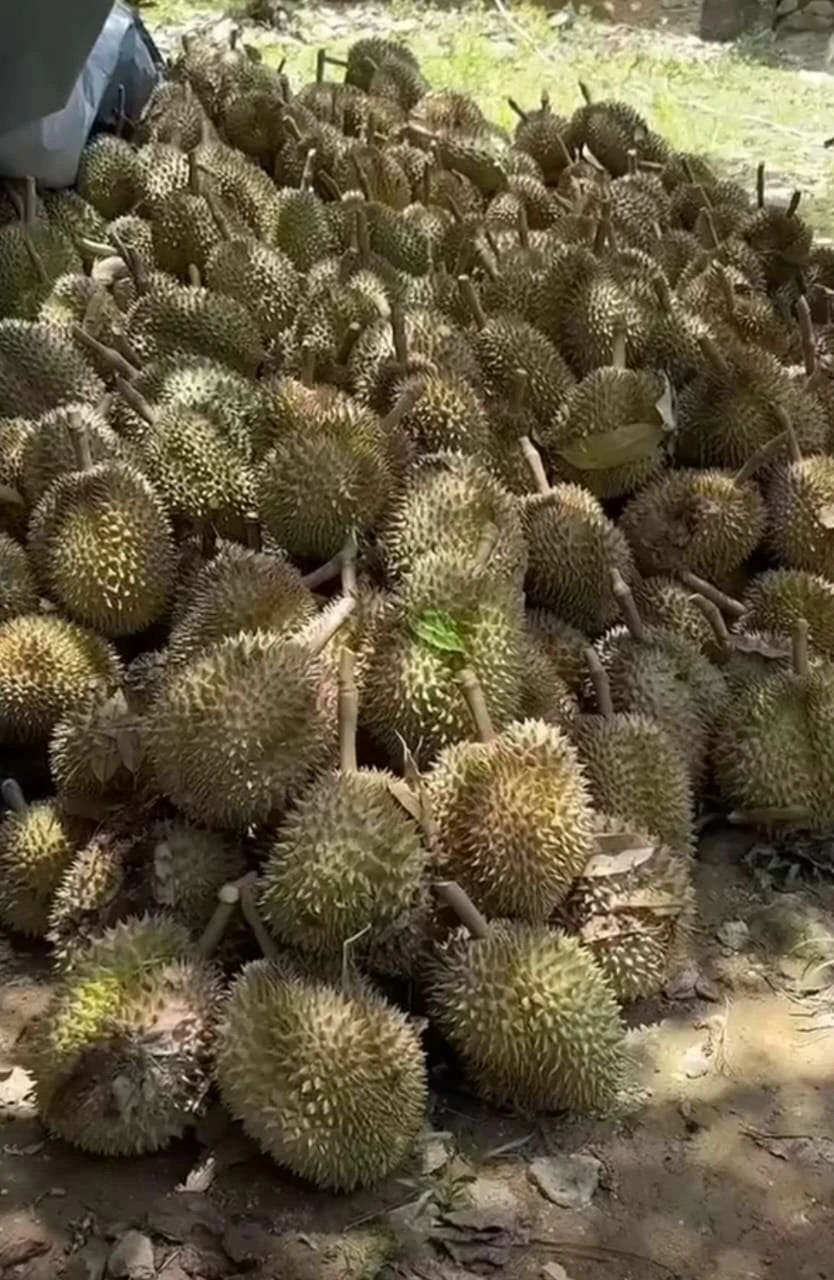 Jual Bibit Durian Montong Bersertifikat Cepat Berbuah Pati