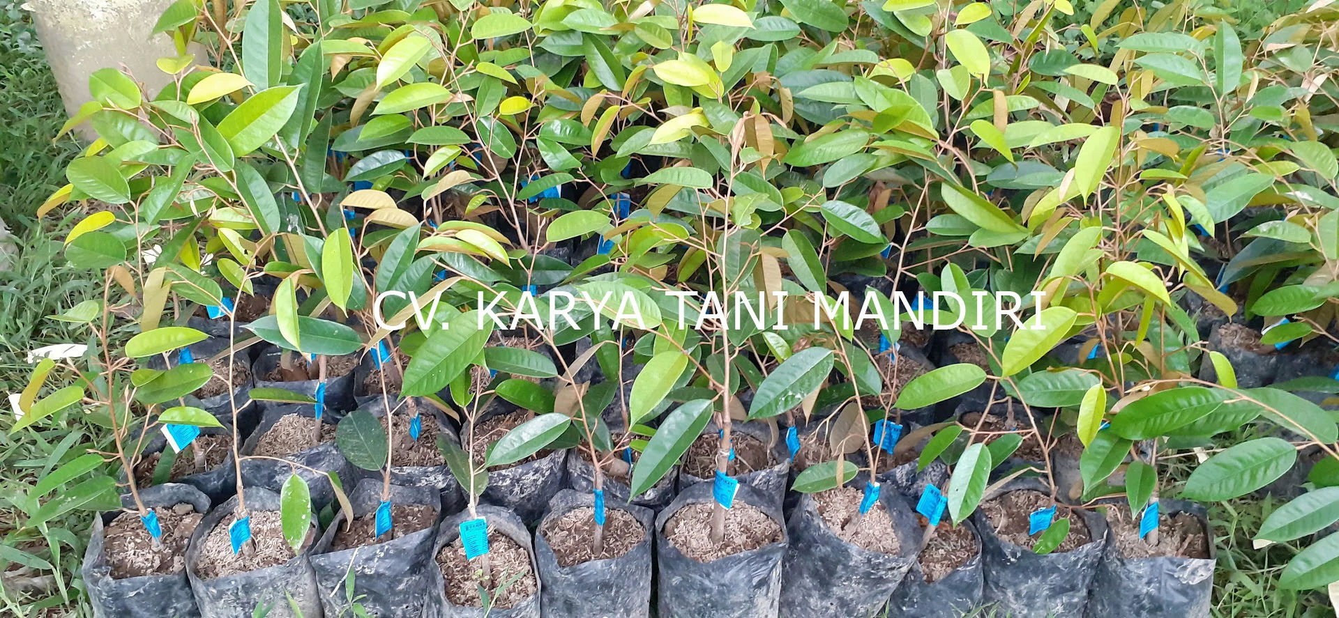 Jual Bibit Durian Montong Bersertifikat Cepat Berbuah Kendal
